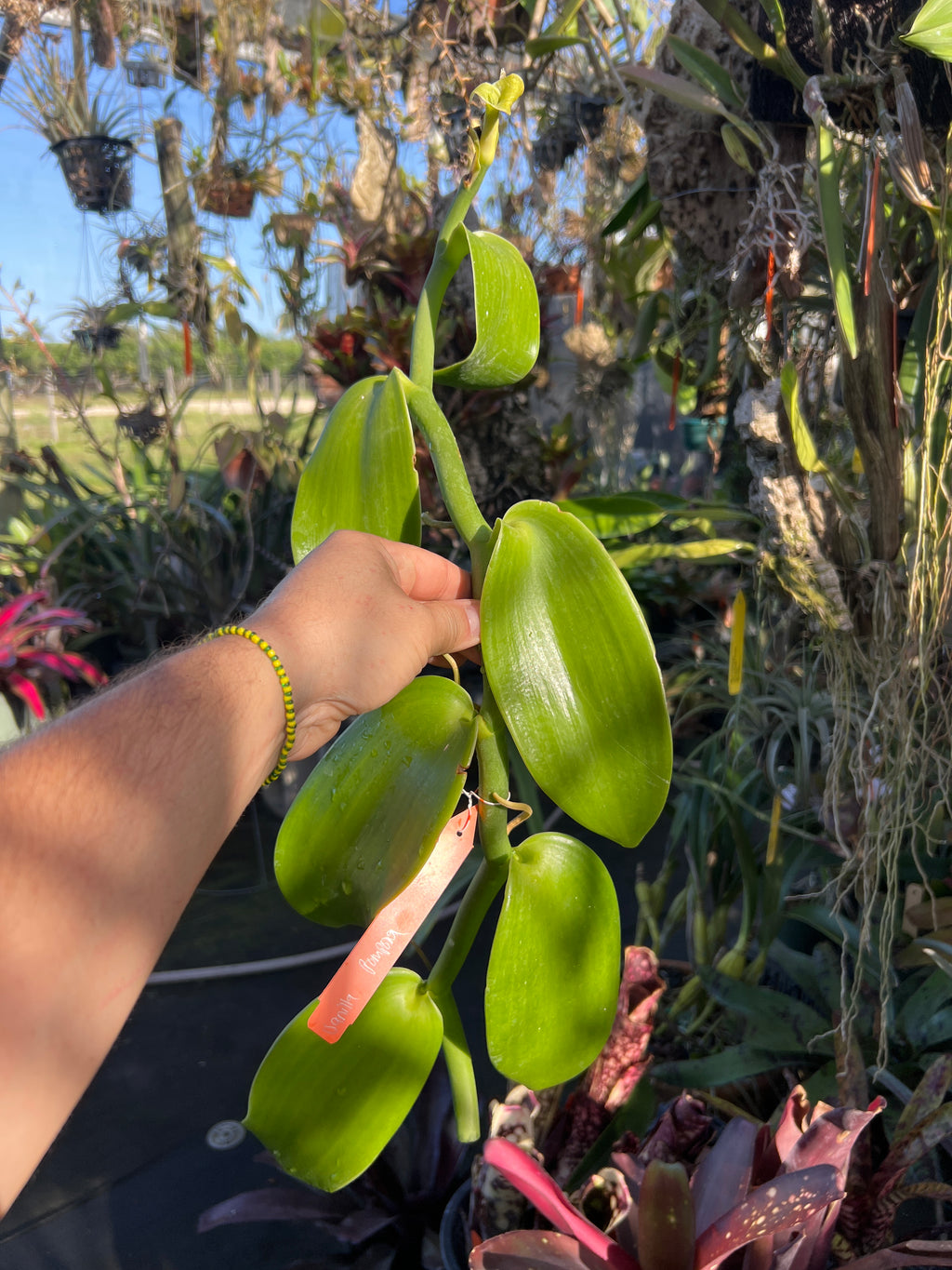 Vanilla Pompona