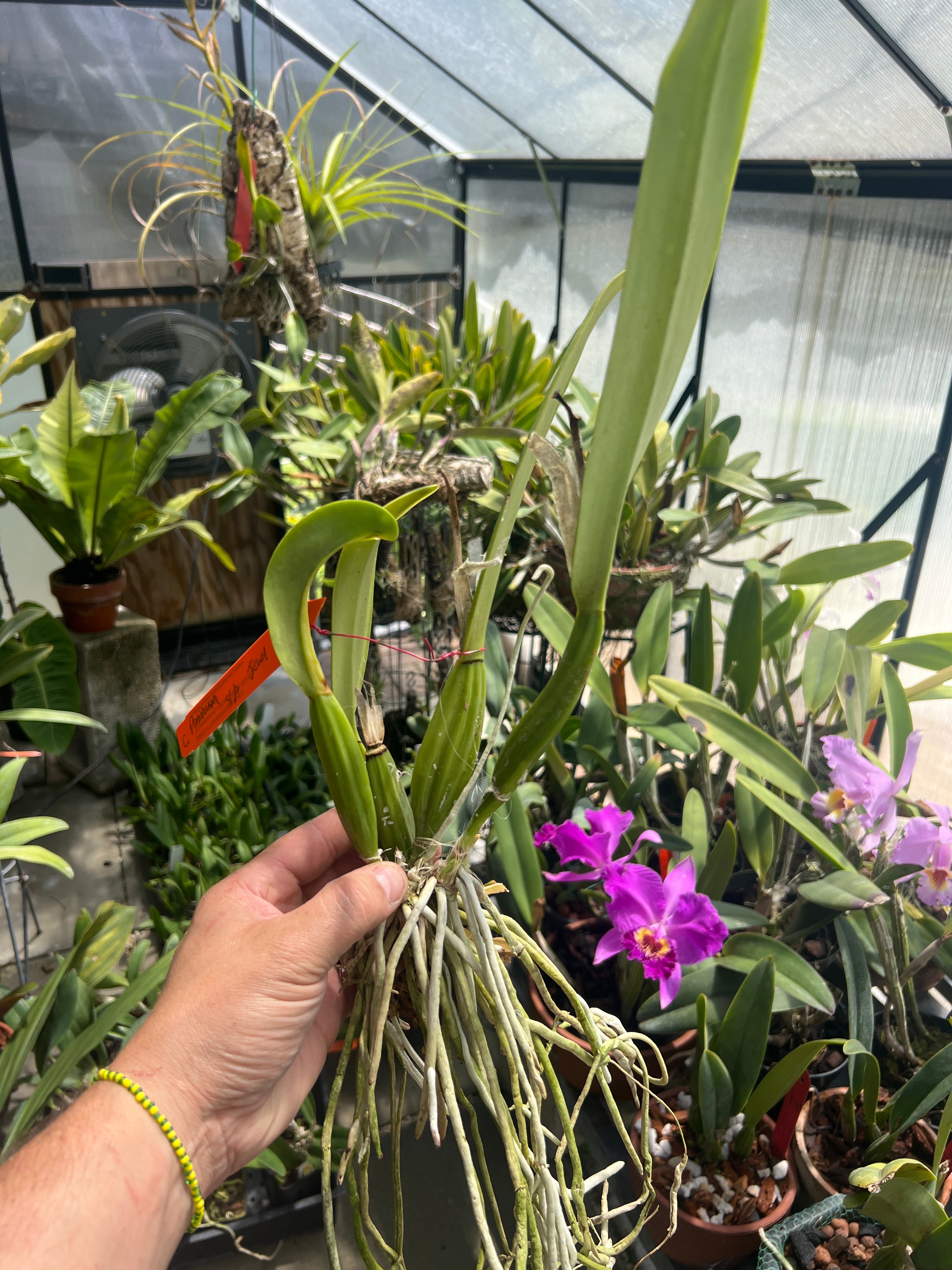 Cattleya Percivaliana Semi Alba “Jewel” VERY RARE!!