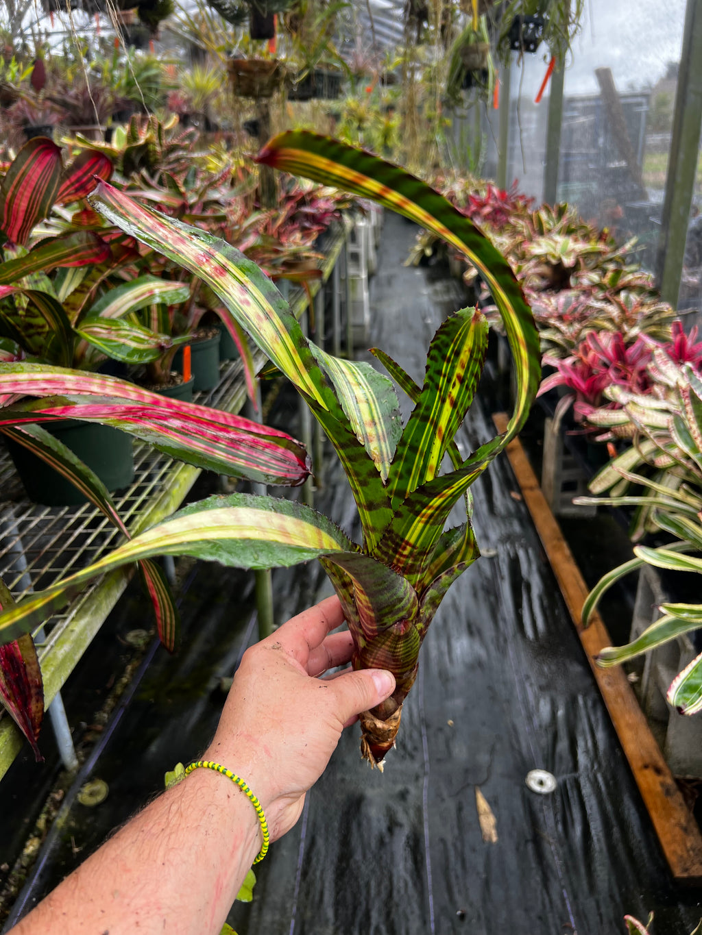 Neoregelia Atomic Blast