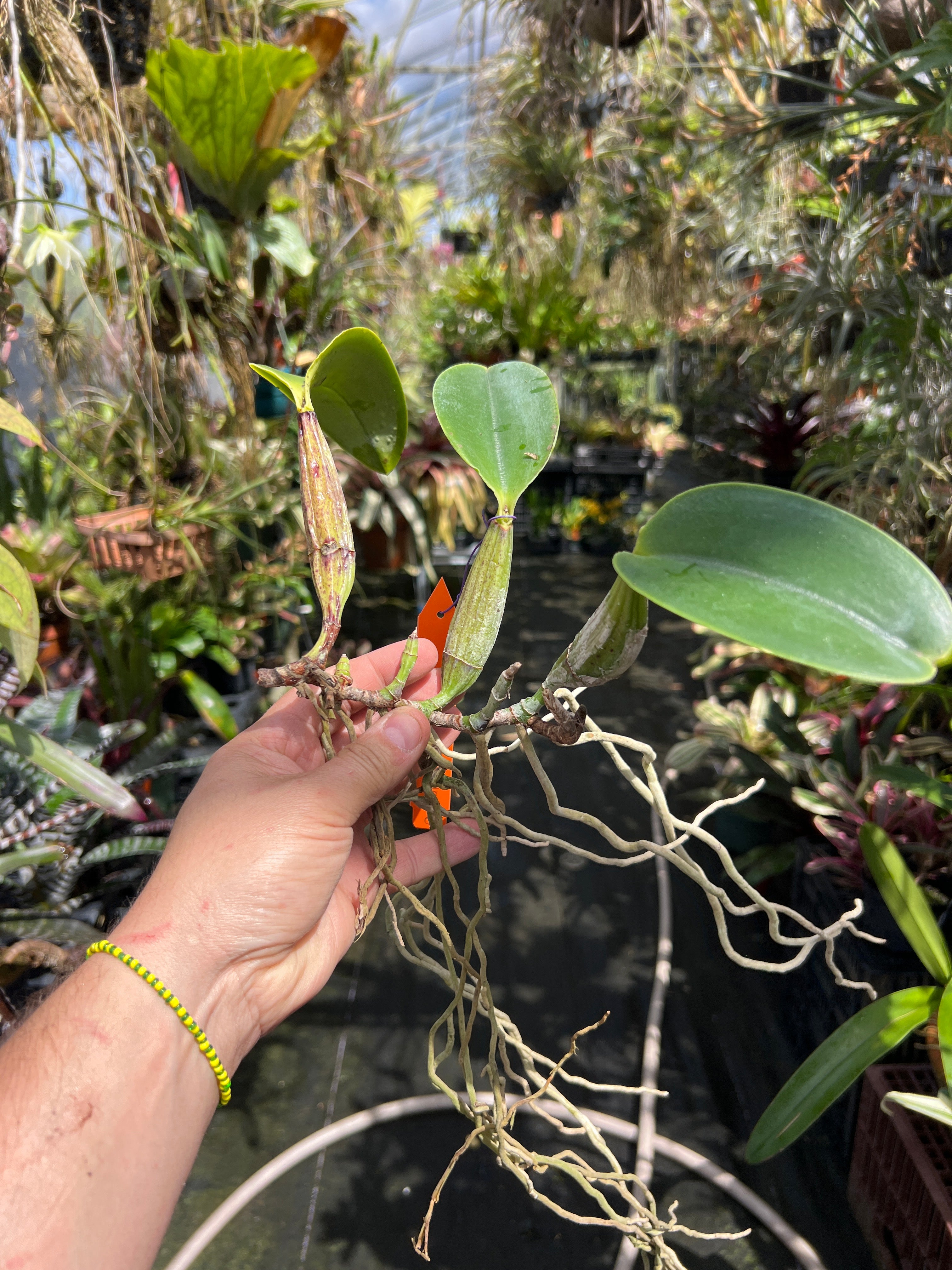 Cattleya Walkeriana “Mirtha Isabel”