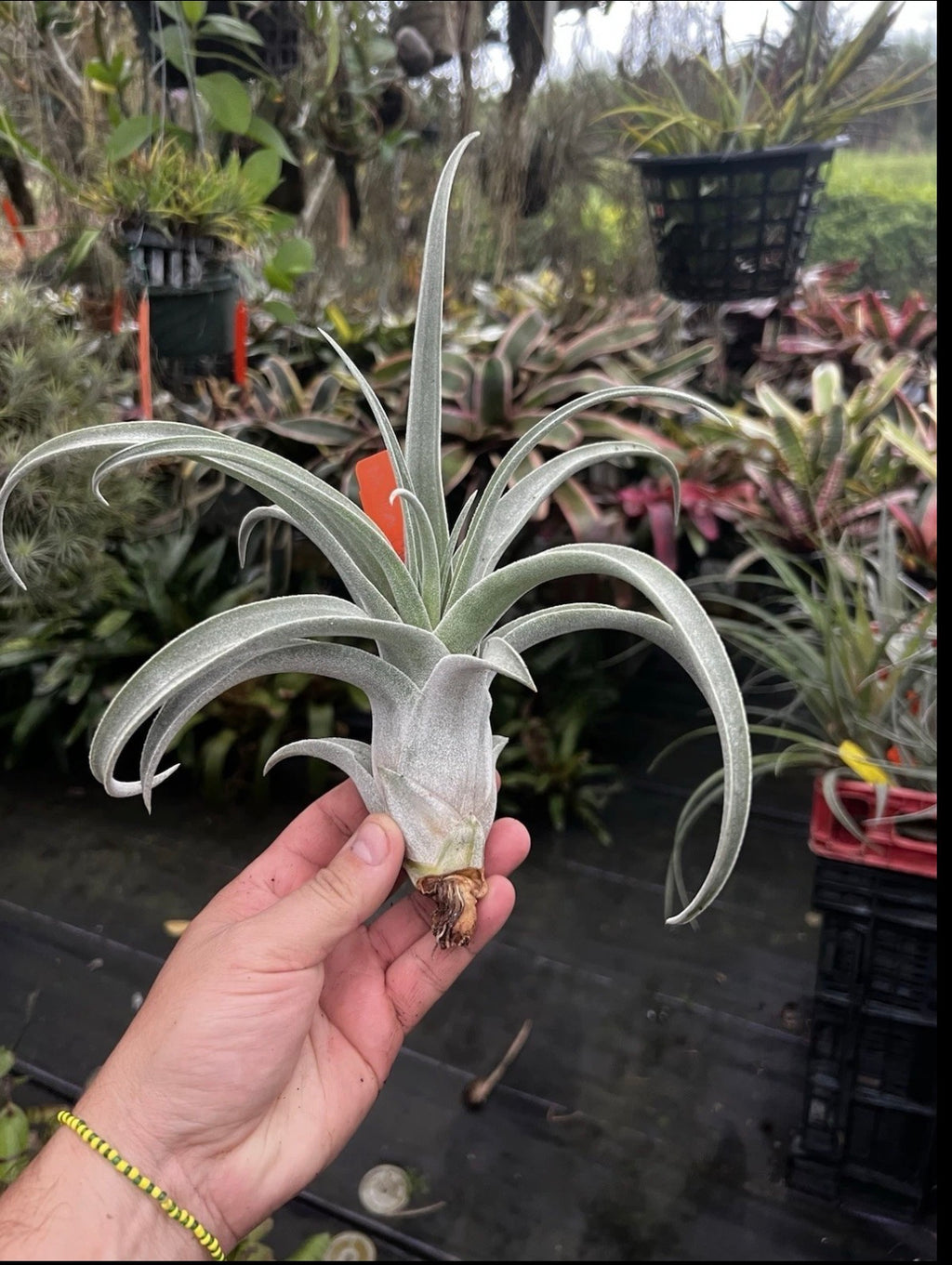 Tillandsia Bea Correale