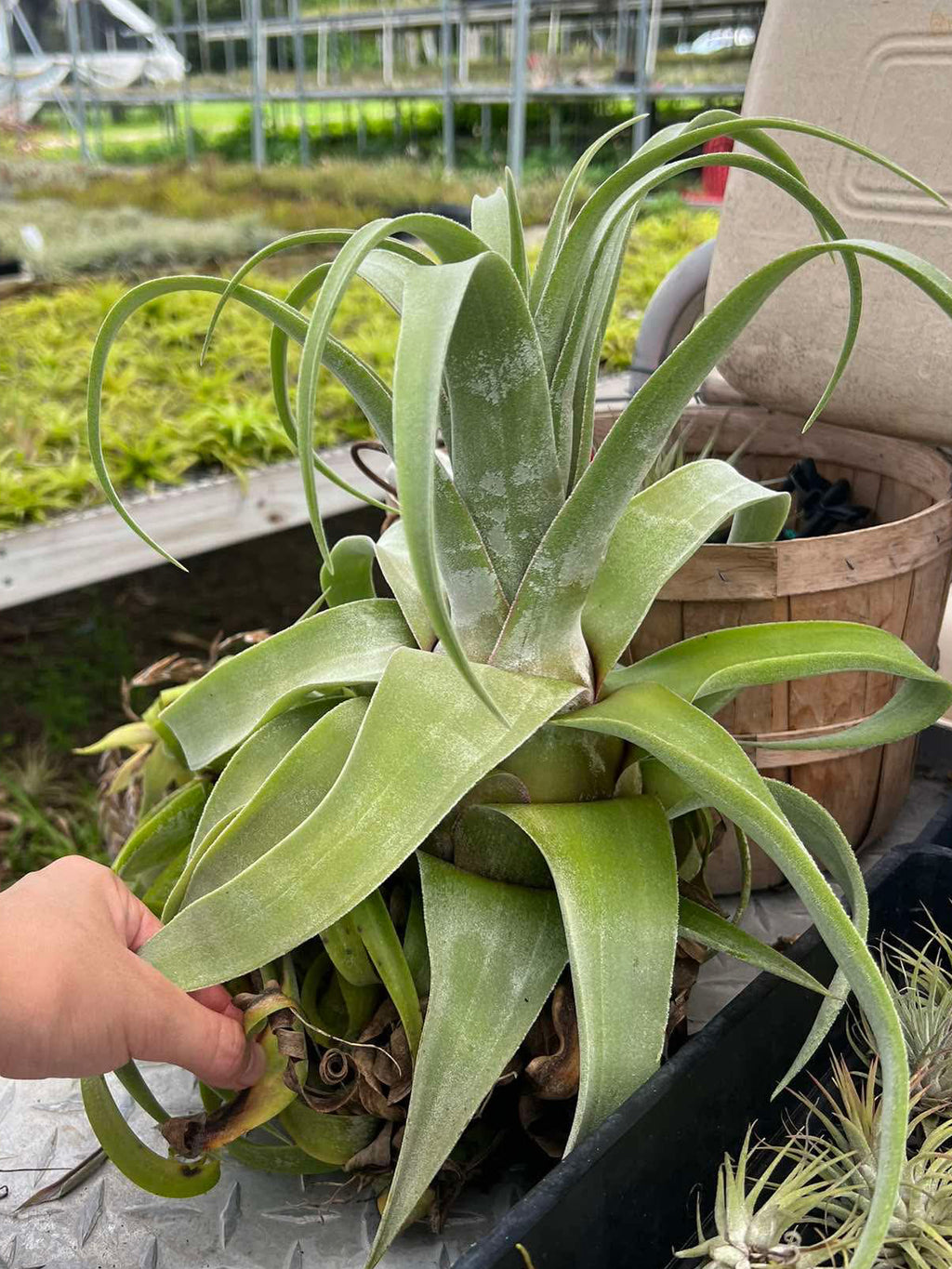 Tillandsia Streptophylla x Streptophylla