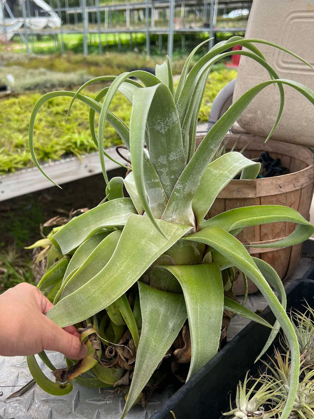 Tillandsia Streptophylla x Streptophylla