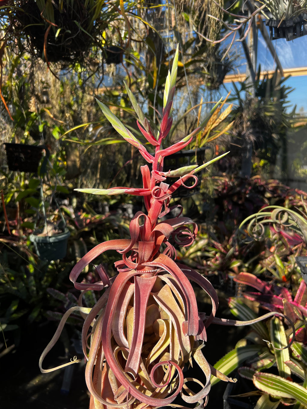Tillandsia Red Robin
