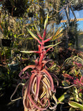 Tillandsia Red Robin