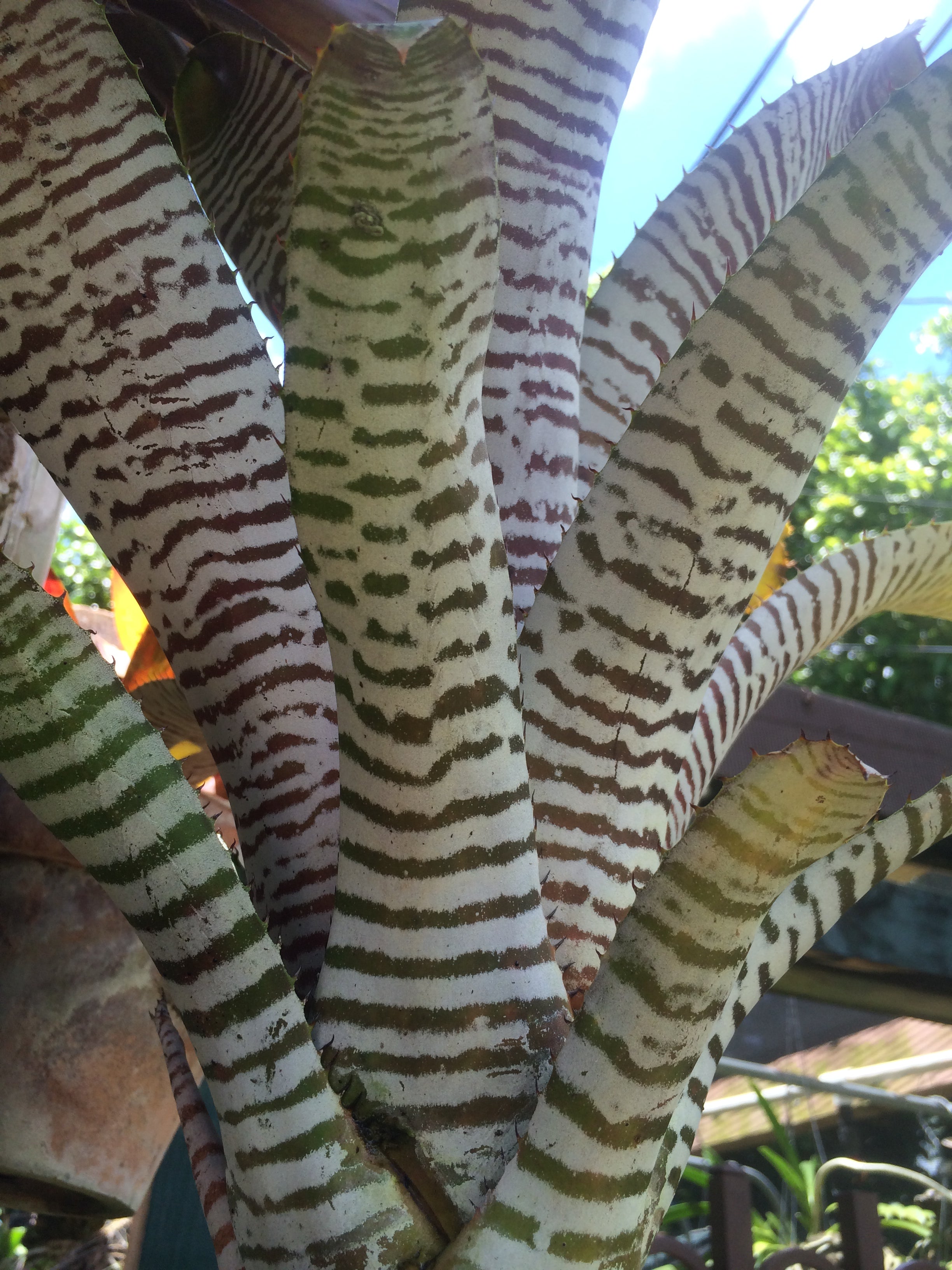 Aechmea Chantinii “De Leon”
