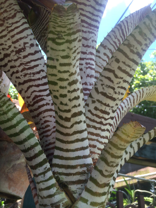 Aechmea Chantinii “De Leon”