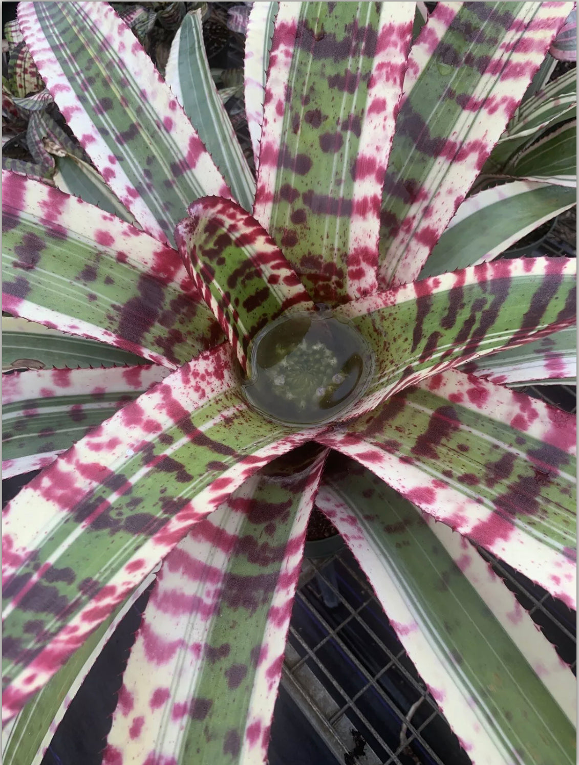 Neoregelia Awesome Tiger "Skotak"