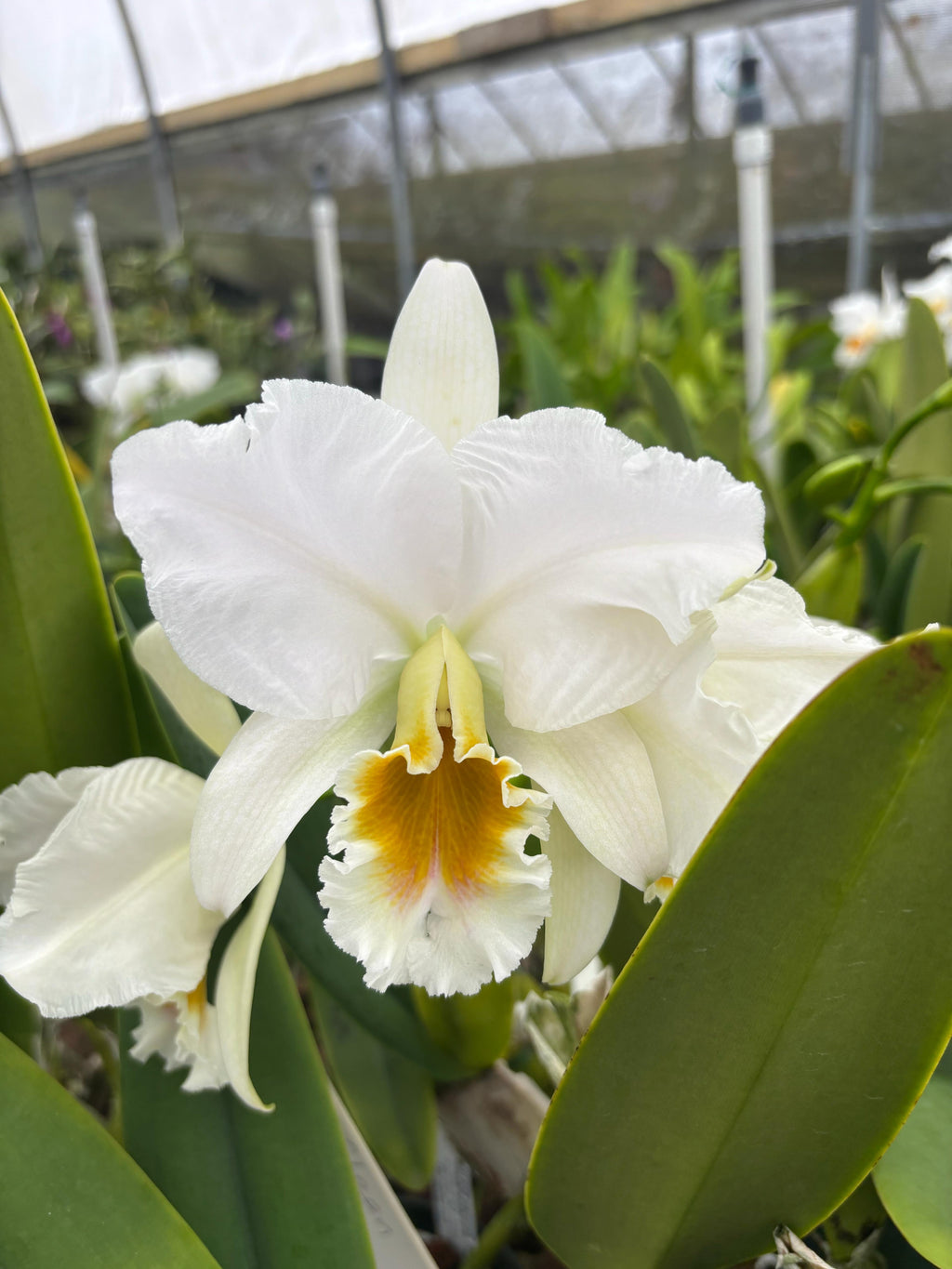 Cattleya Percivaliana Alba “Christmas Cheer”