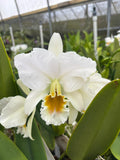 Cattleya Percivaliana Alba “Christmas Cheer”