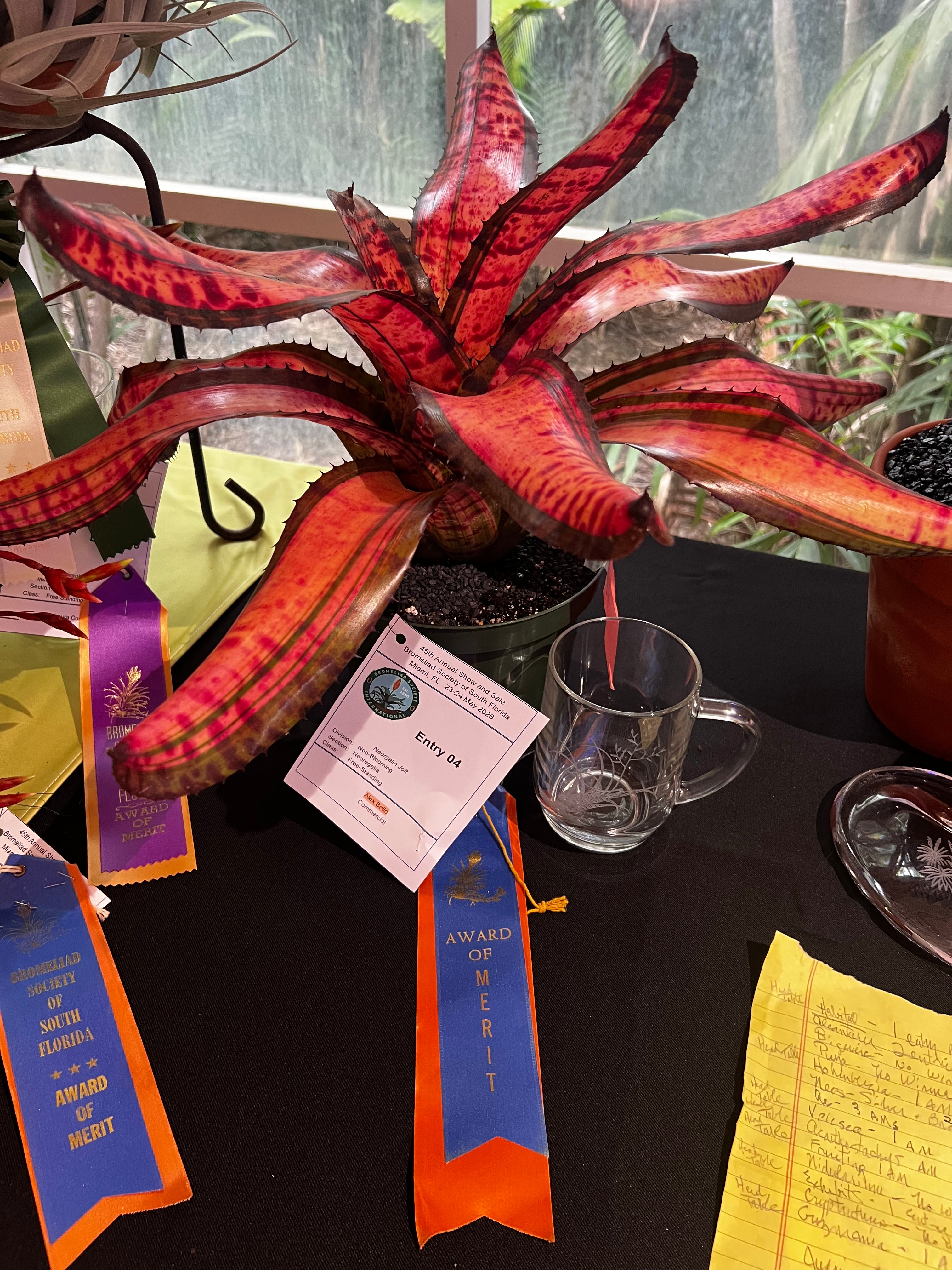 Neoregelia Jolt “Skotak”
