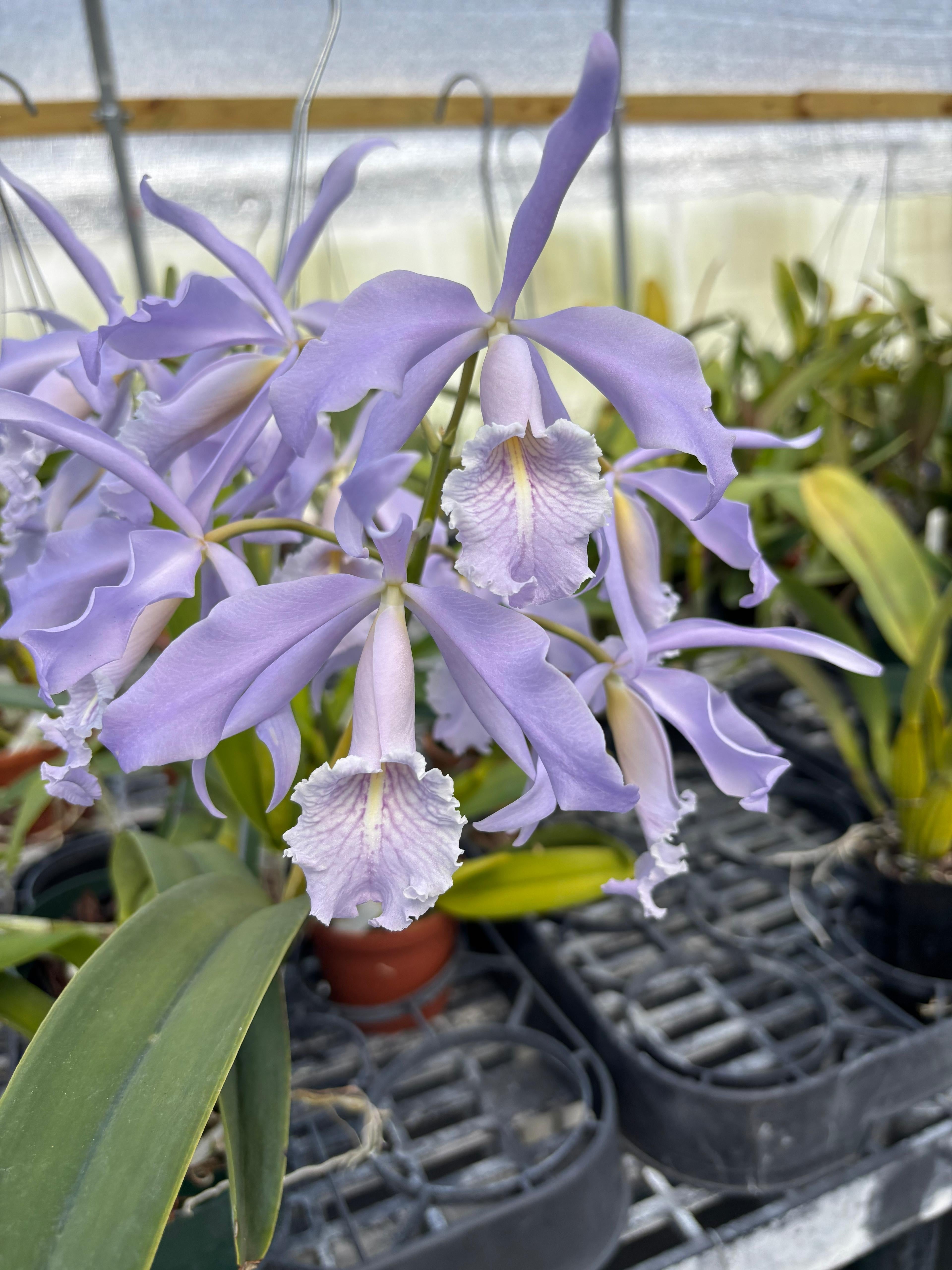 Cattleya Maxima Coerulea