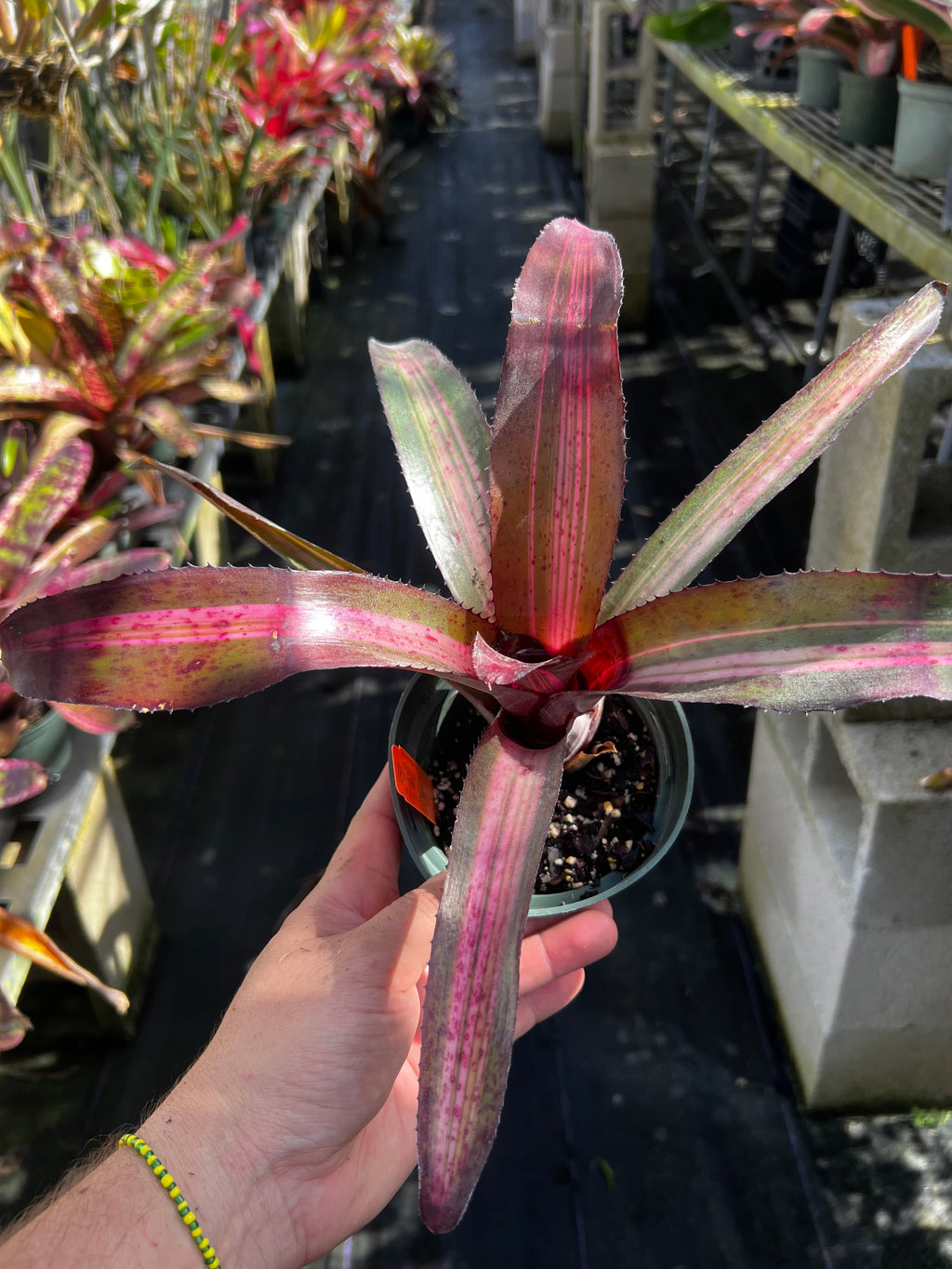 Neoregelia Tidal Wave " Skotak"
