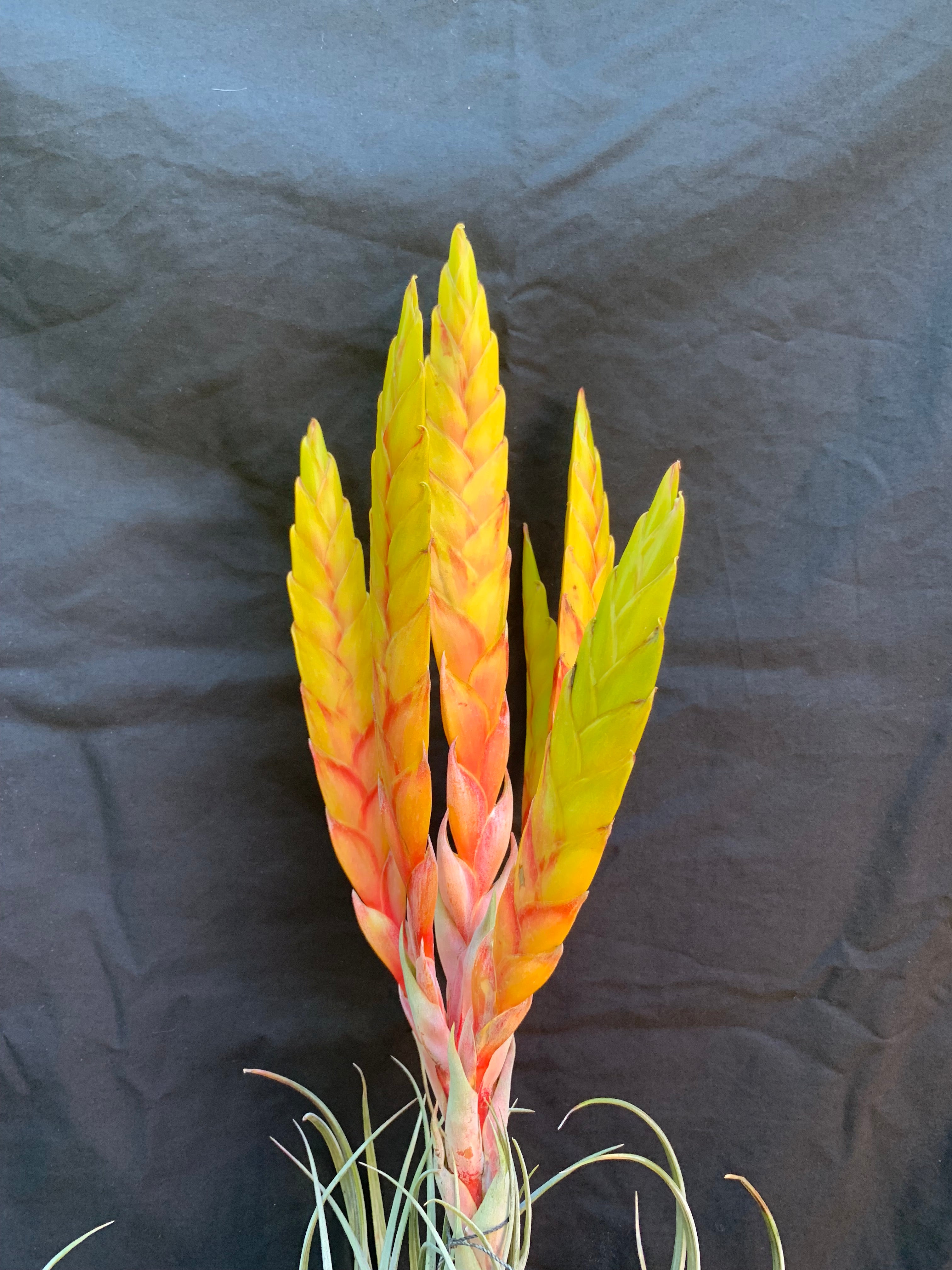 Tillandsia Honduran Blush