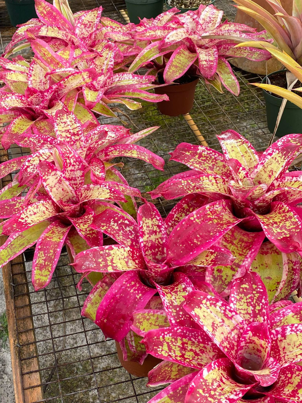 Neoregelia Highly Flammable “Skotak” NEW 2026 RELEASE !!