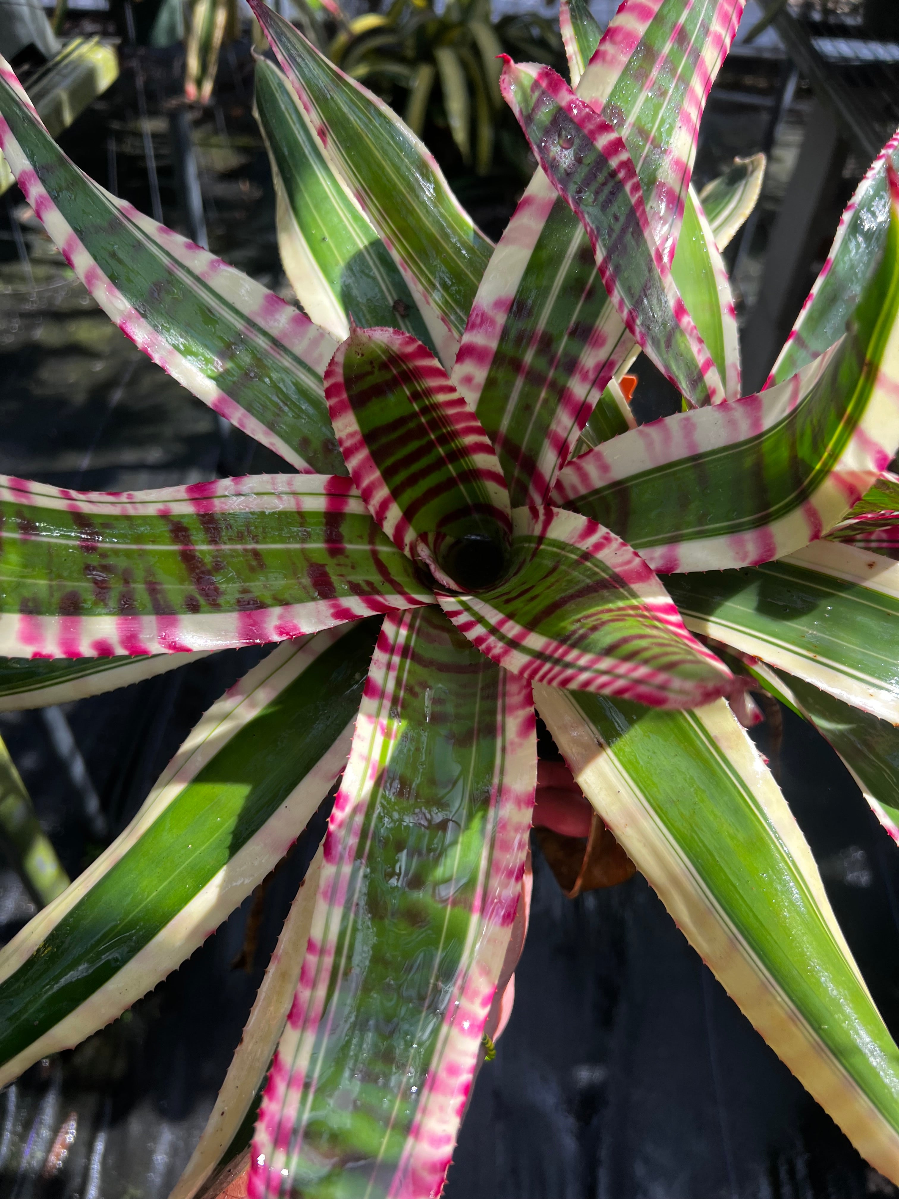 Neoregelia Inmortal Tiger " Skotak"