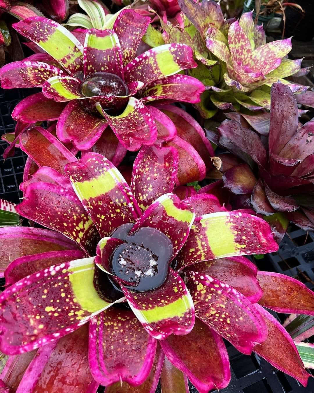 Neoregelia Mandalay “Skotak”