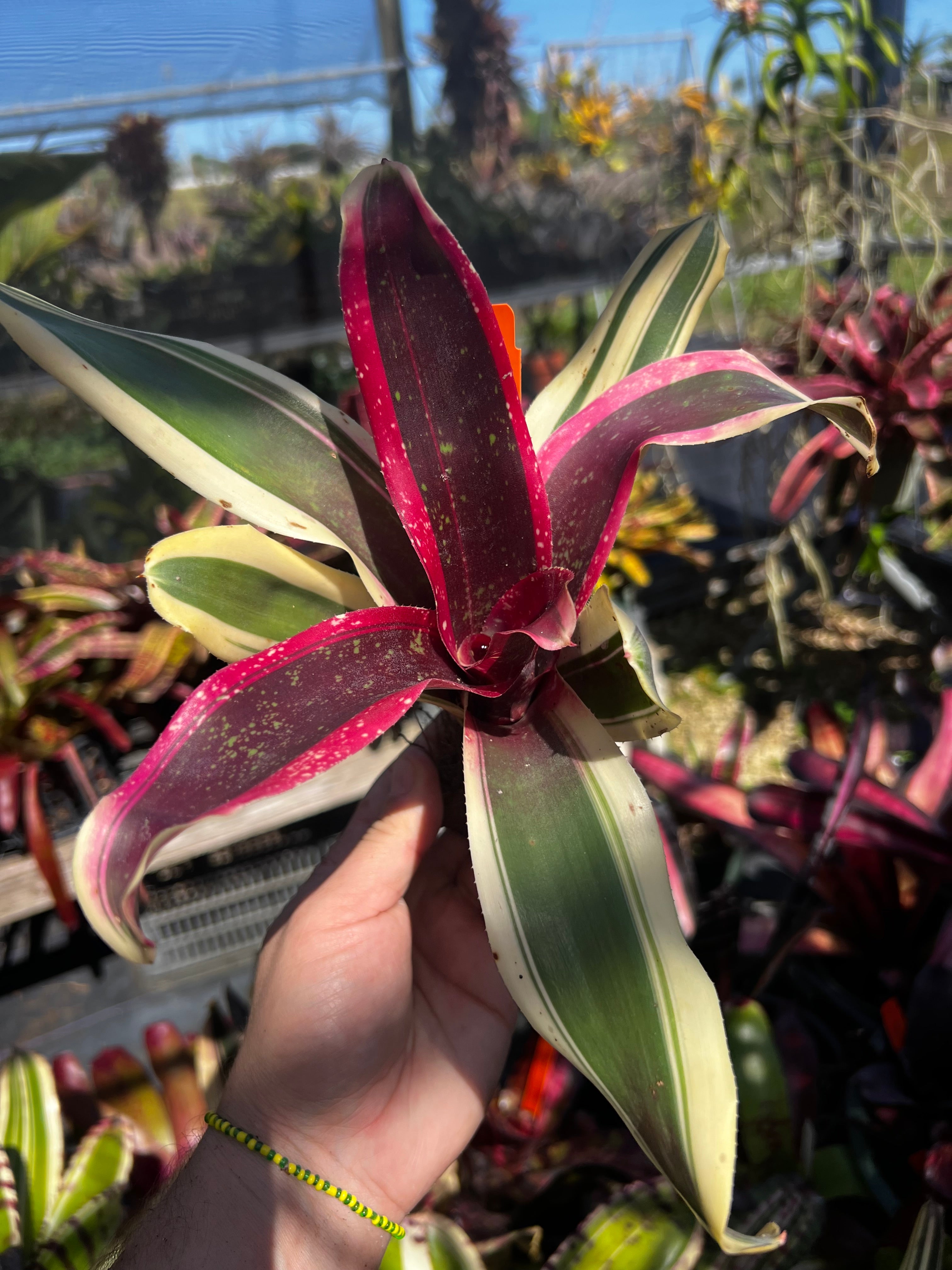 Neoregelia Titania “Skotak”