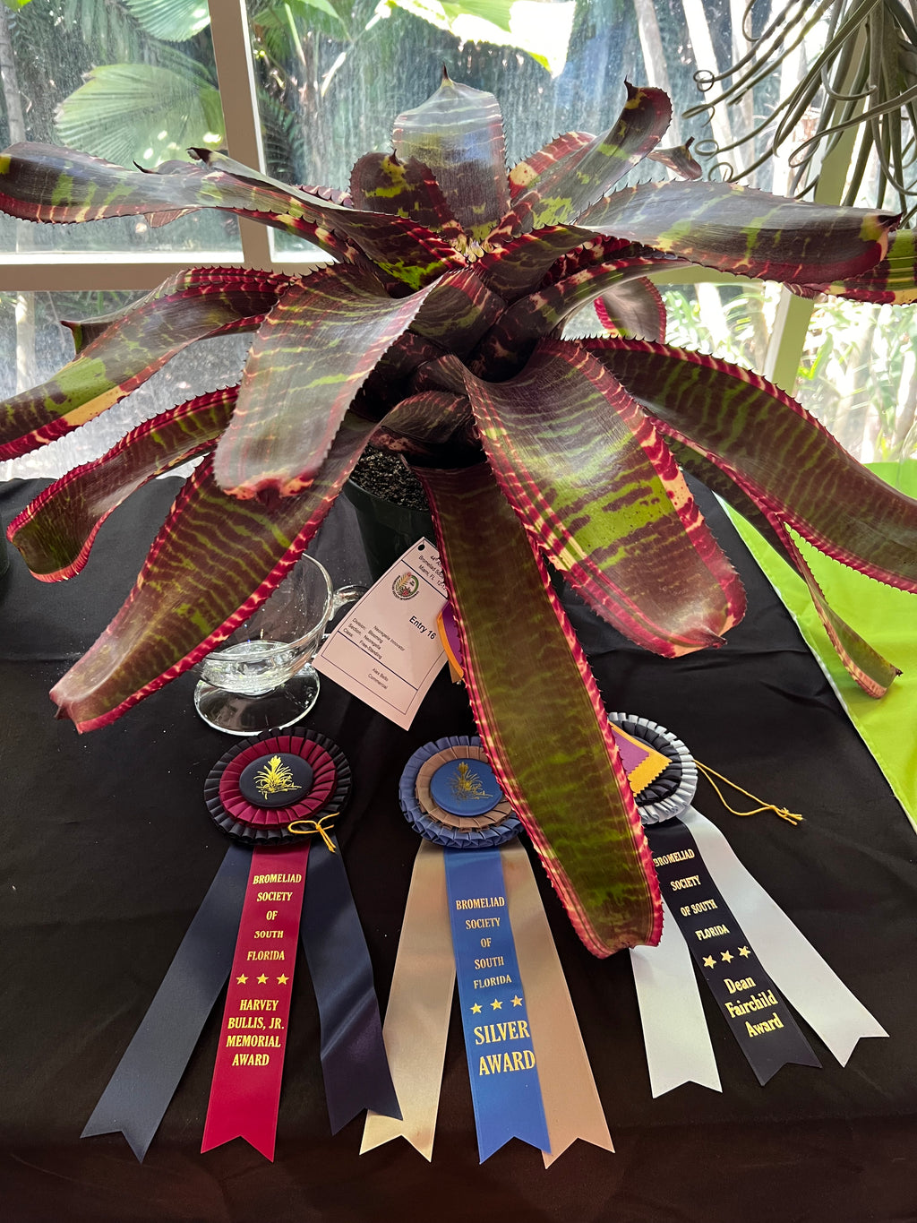 Neoregelia Innovator