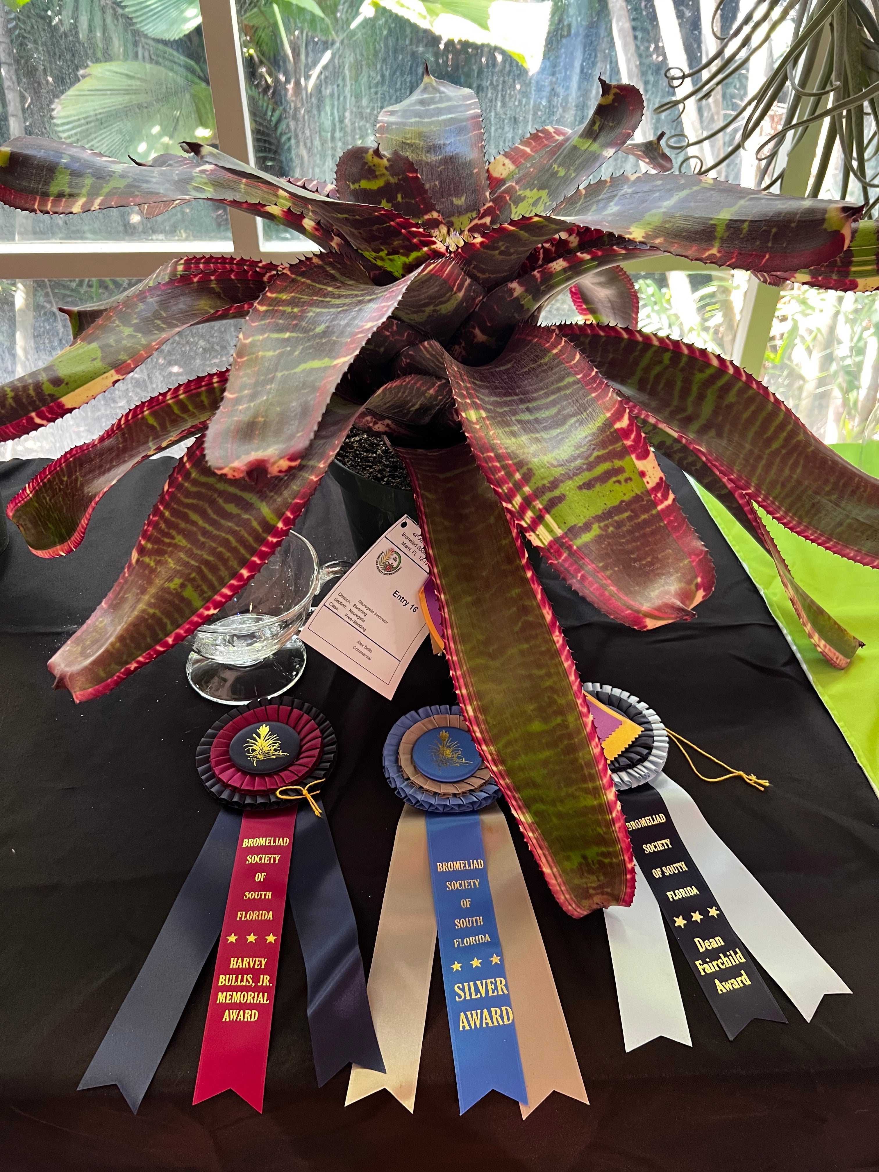 Neoregelia Innovator
