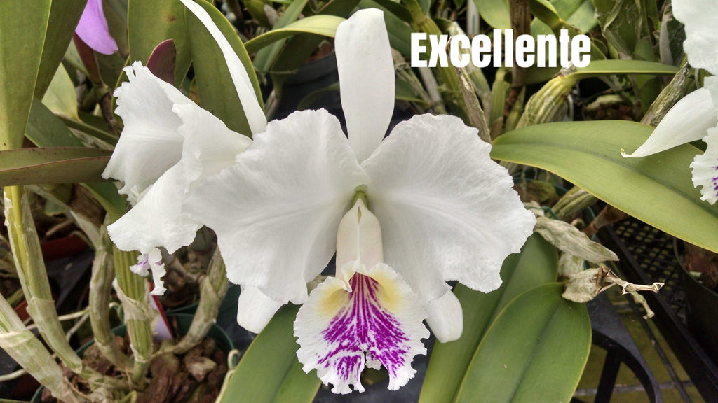 Cattleya Lueddemanniana Semi Alba  Excellente X Musica