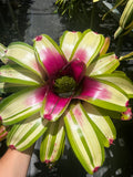 Neoregelia Bellos Magic “2026 NEW FIRST RELEASE”
