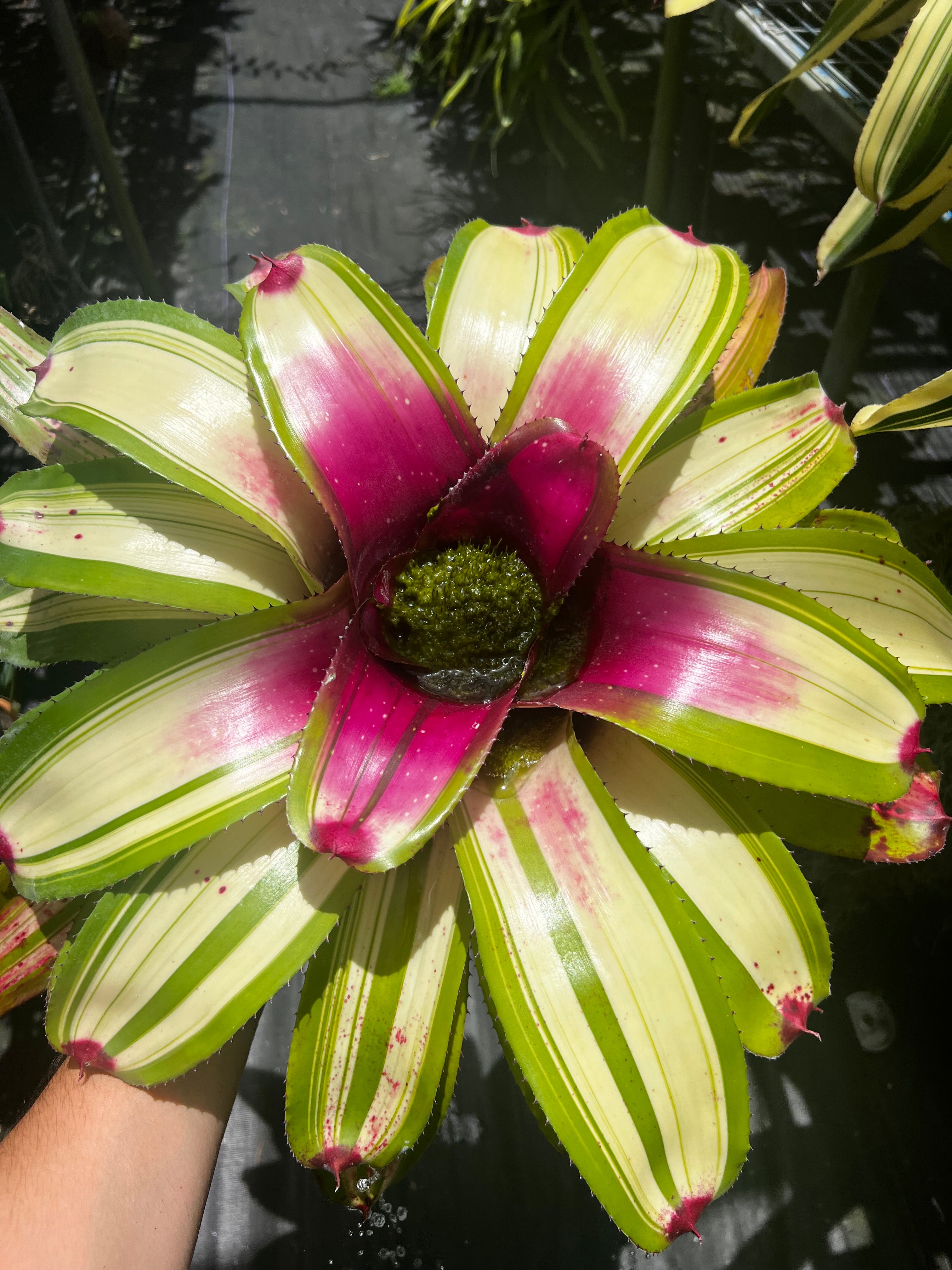 Neoregelia Bellos Magic “2026 NEW FIRST RELEASE”
