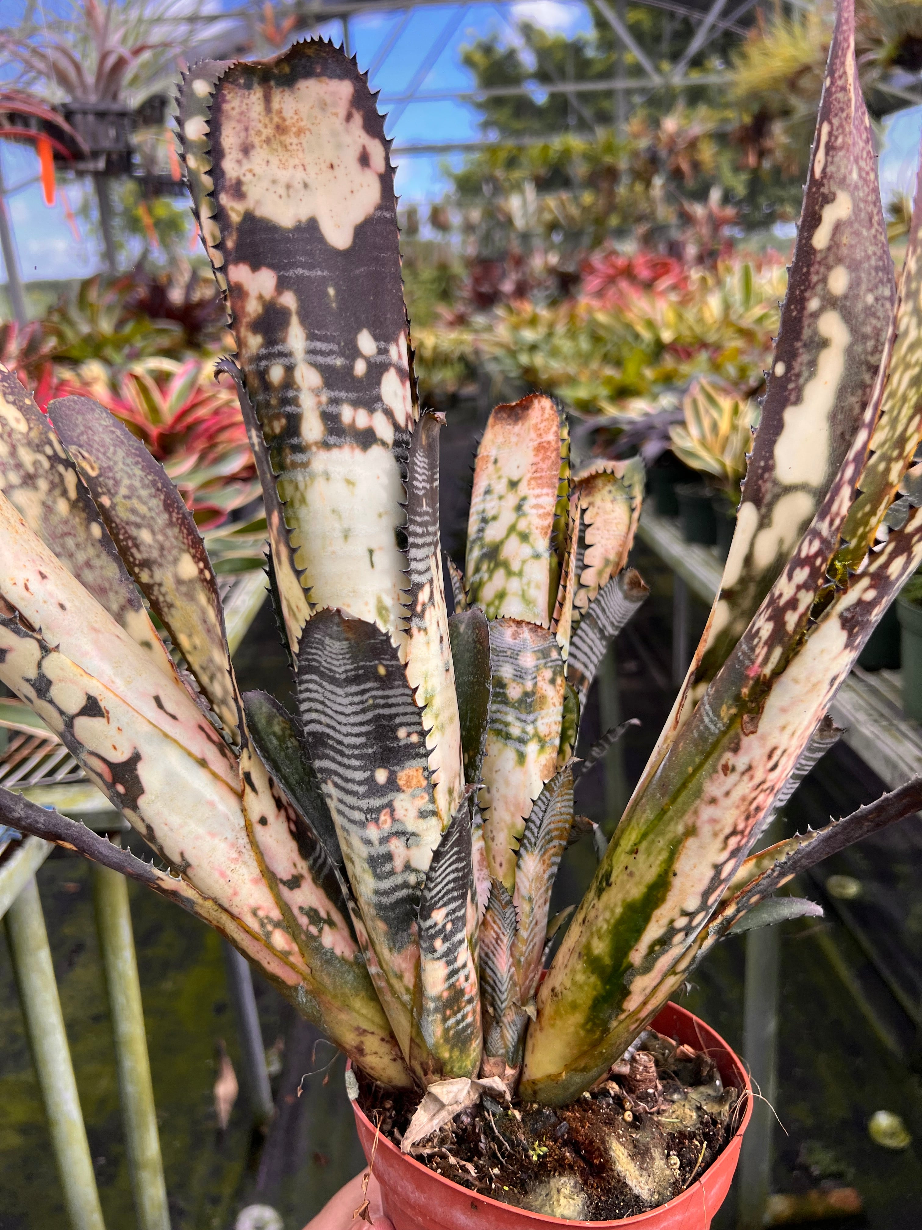 Billbergia Domingos Martin