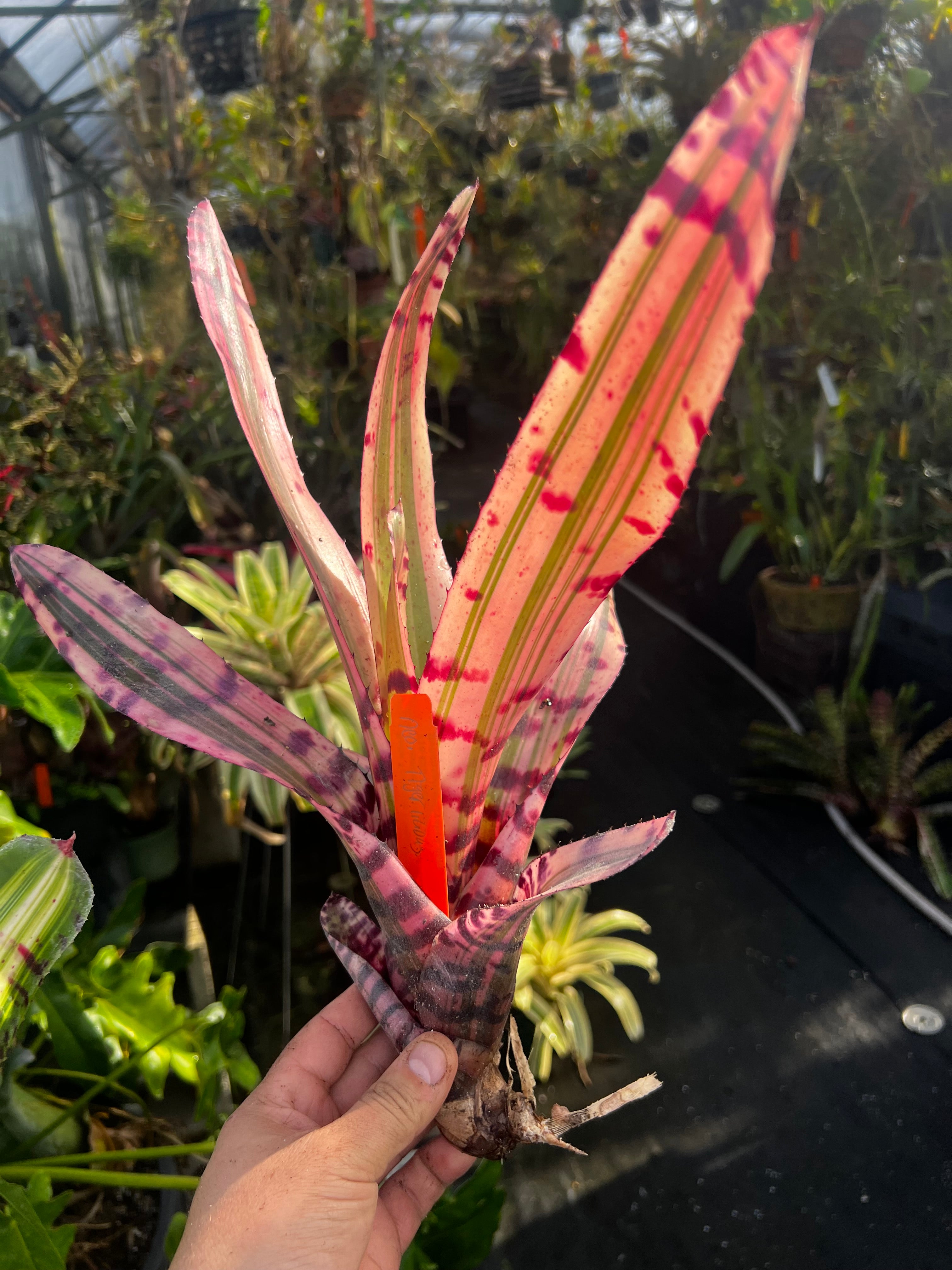 Neoregelia Tigerlicious "Skotak"