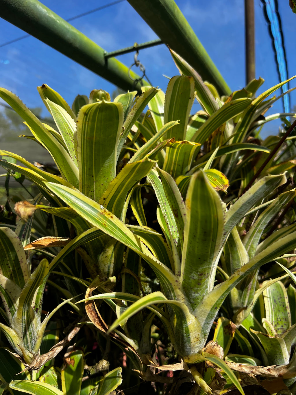 Neoregelia Pauciflora "Cascade"