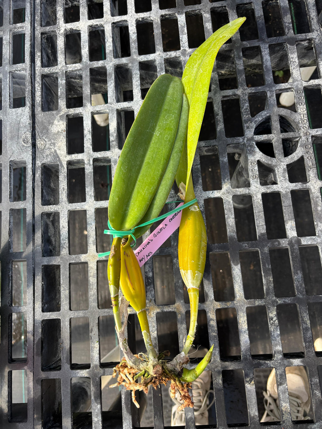 Cattleya Canaimas “Gisela”