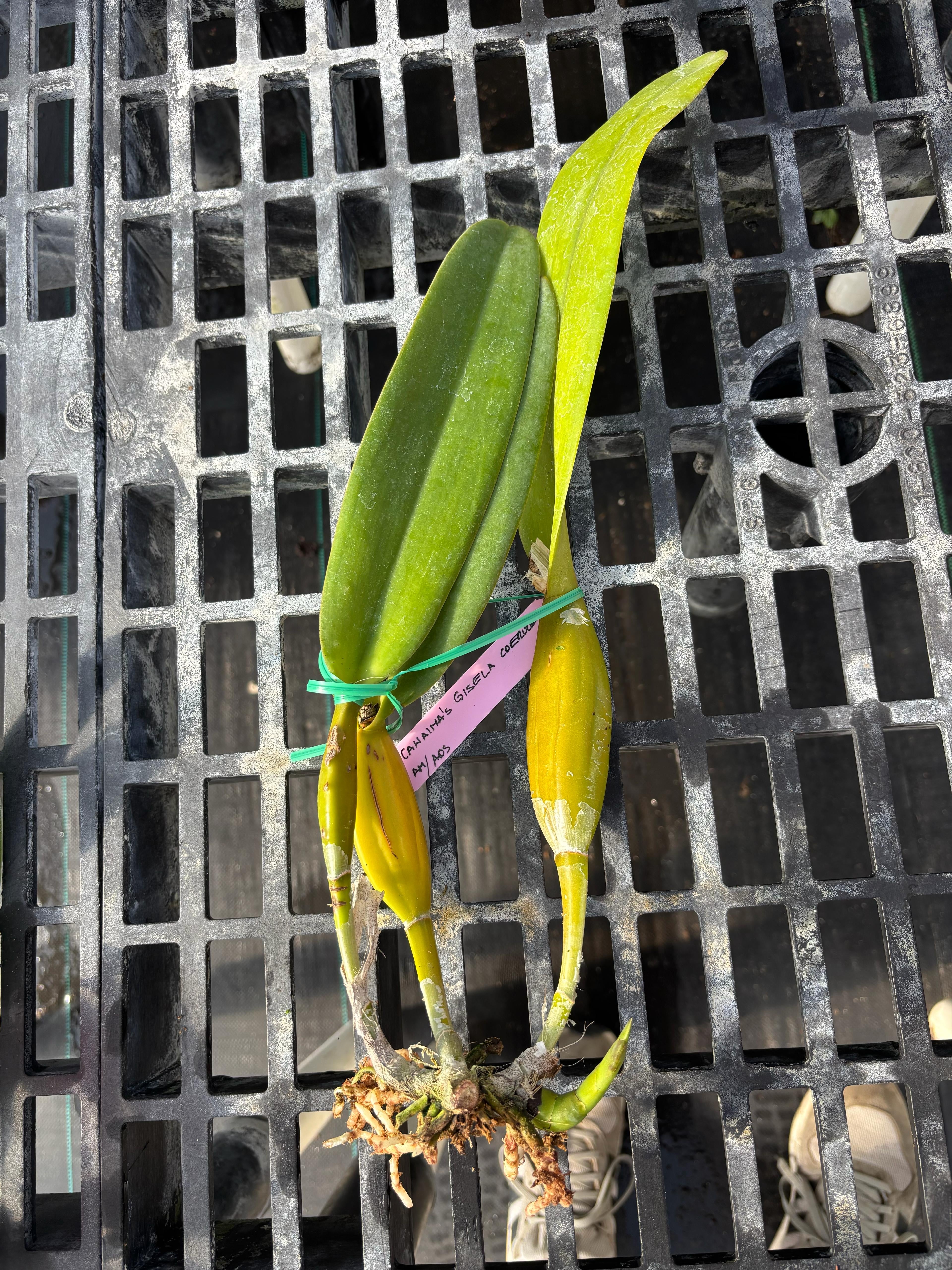 Cattleya Canaimas “Gisela”