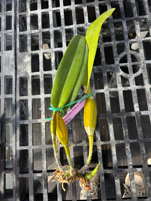 Cattleya Canaimas “Gisela”