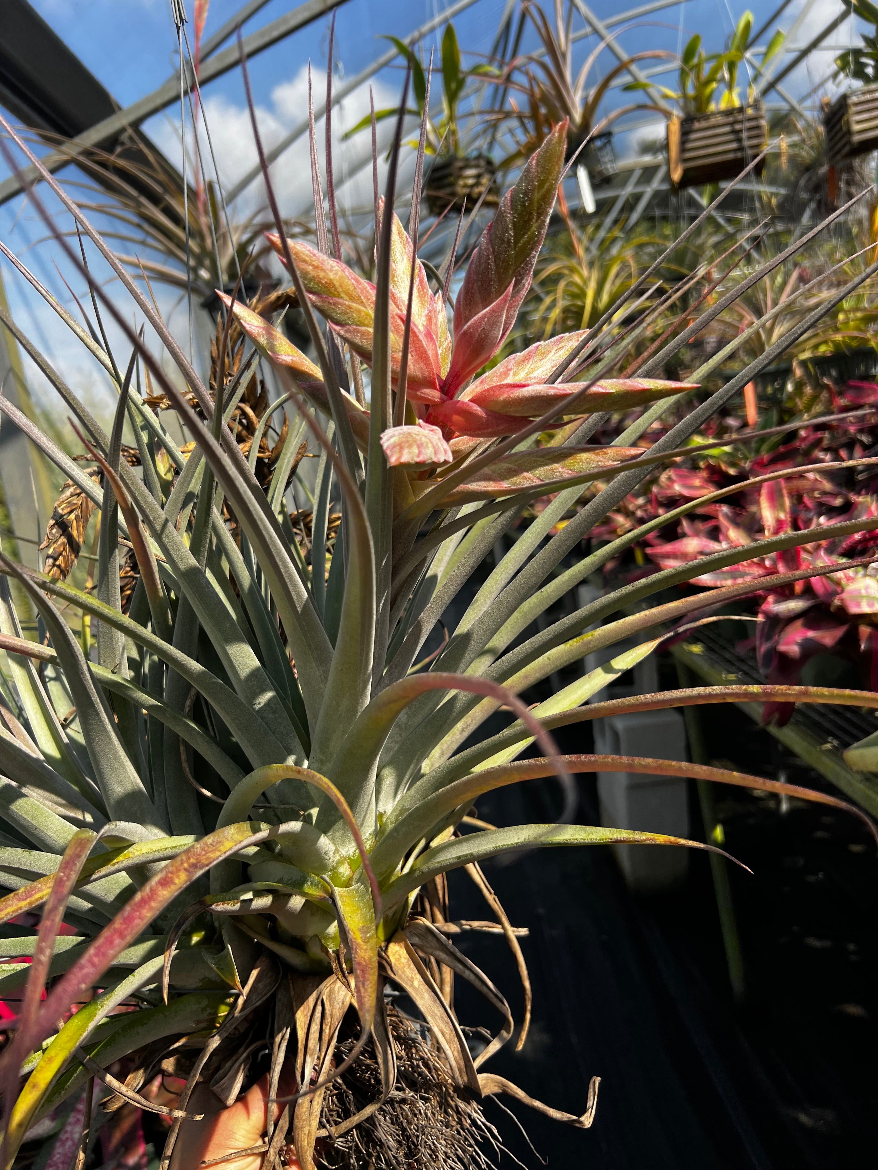 Tillandsia Owls Nest