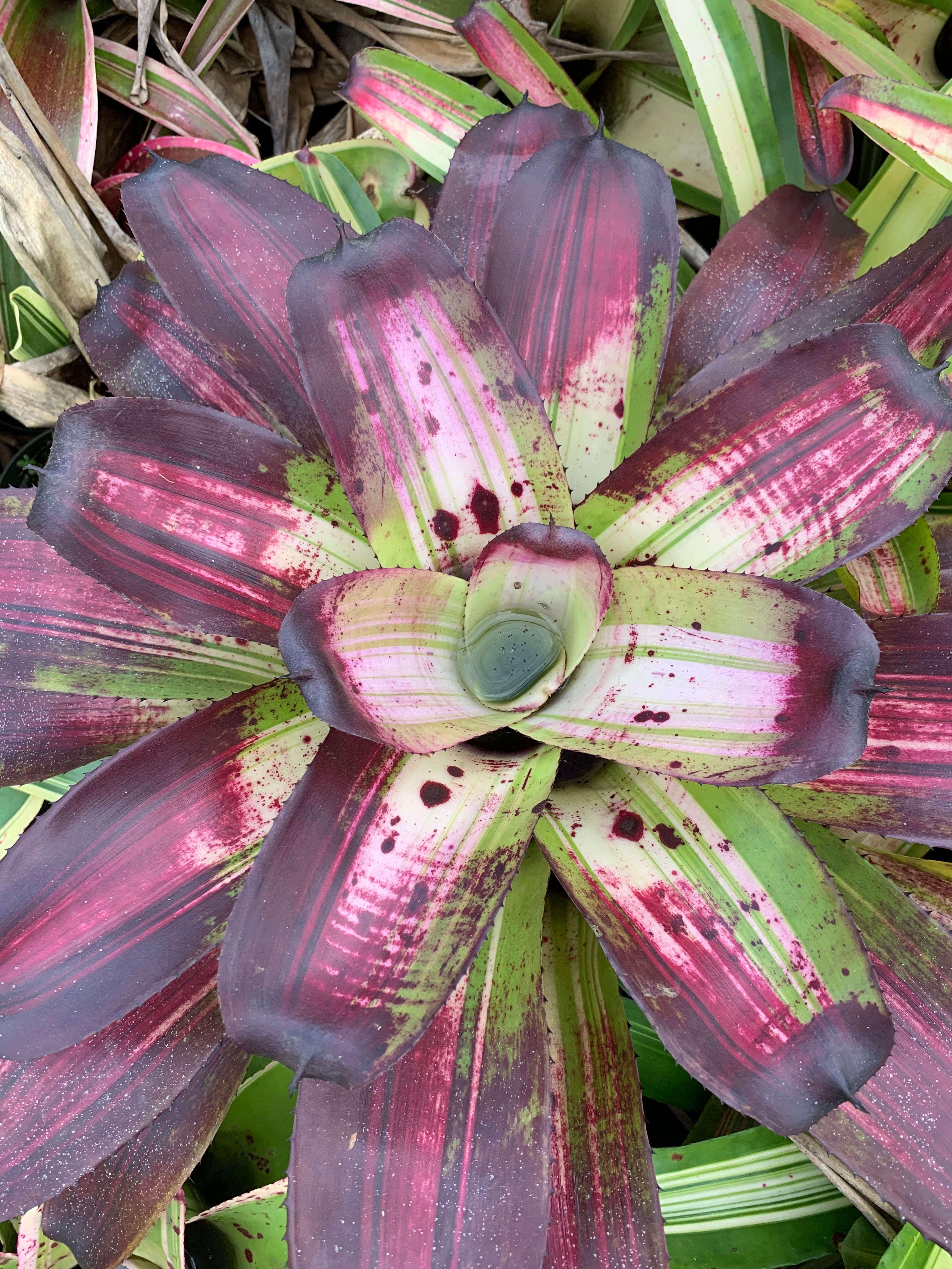 Neoregelia Rays Black Knight