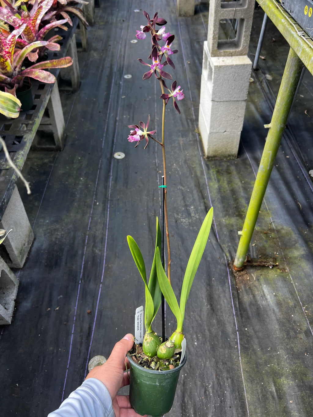 Encyclia Orchid Jungle