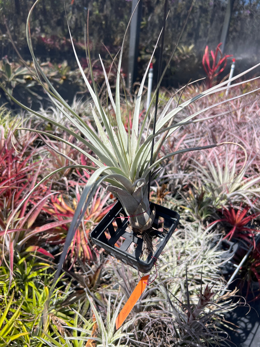 Tillandsia Honduran Blush