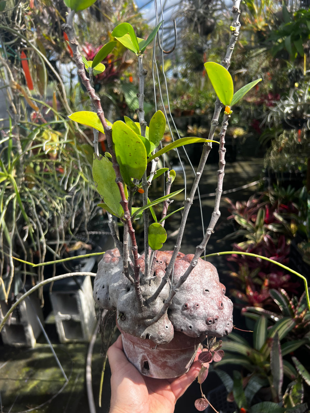Hydnophytum Moselyanum “Ant Plant”