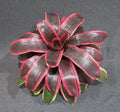 Neoregelia Titania “Skotak”