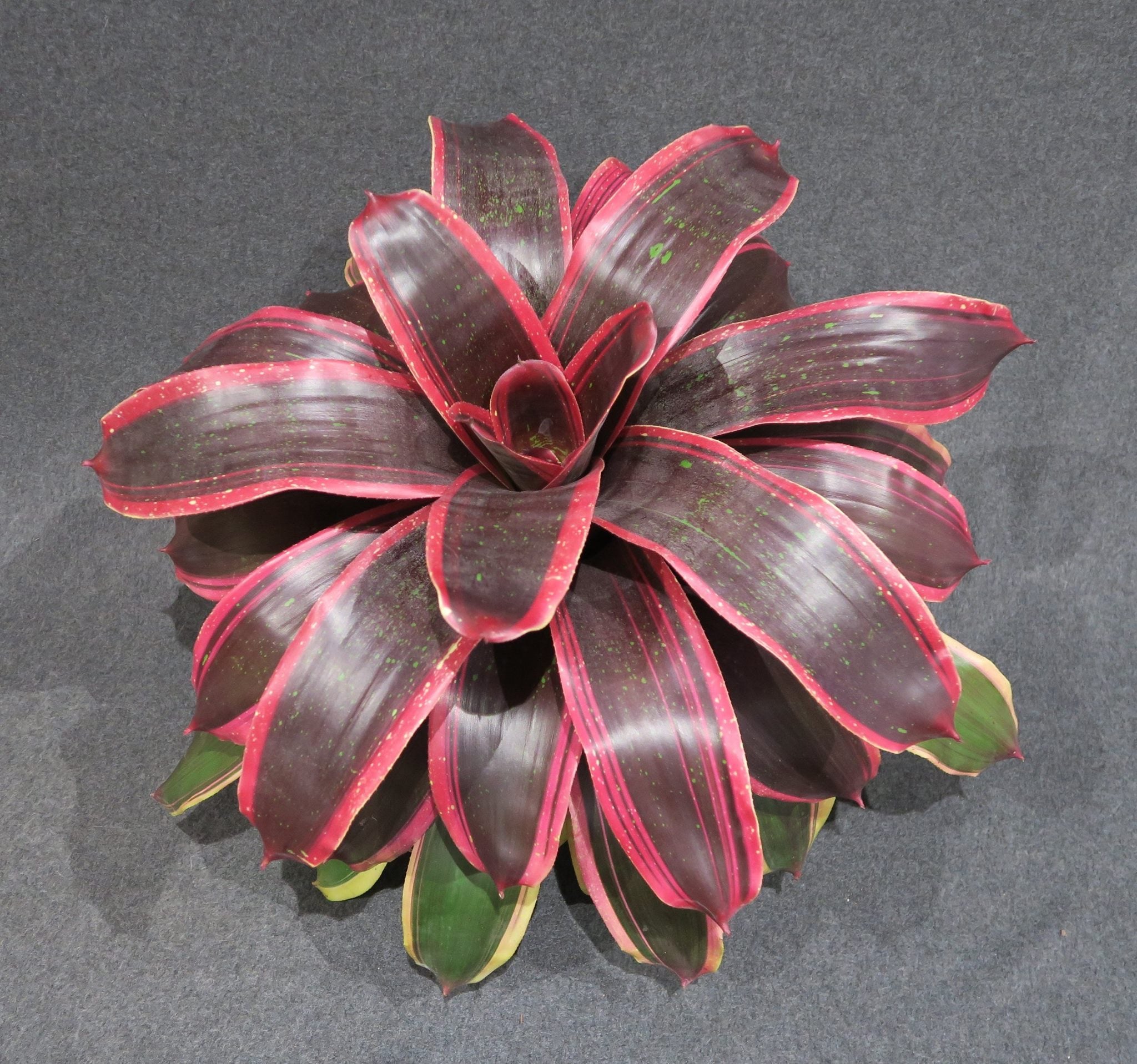 Neoregelia Titania “Skotak”