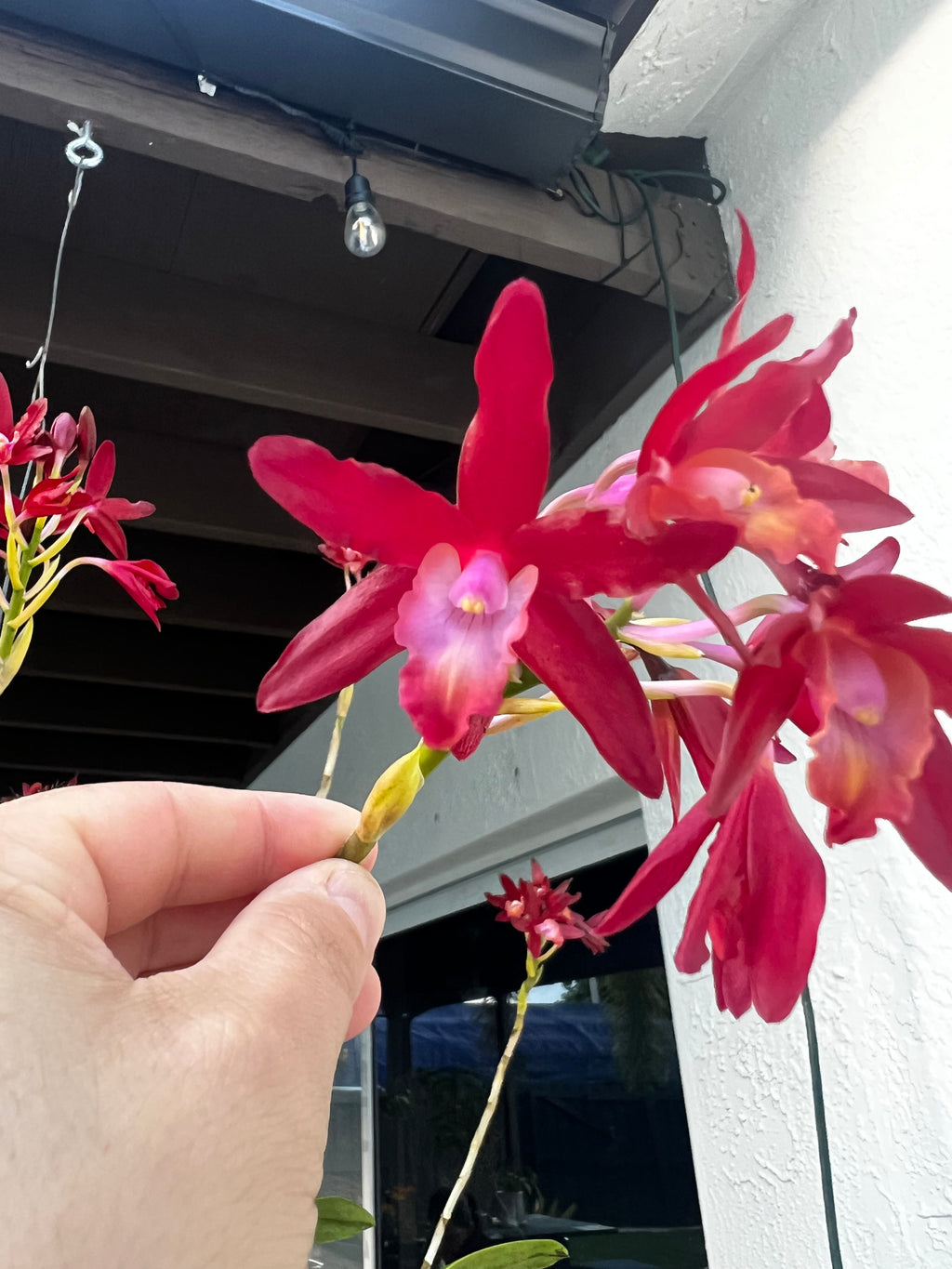 Shomburkia Crimson Flow x Heidii