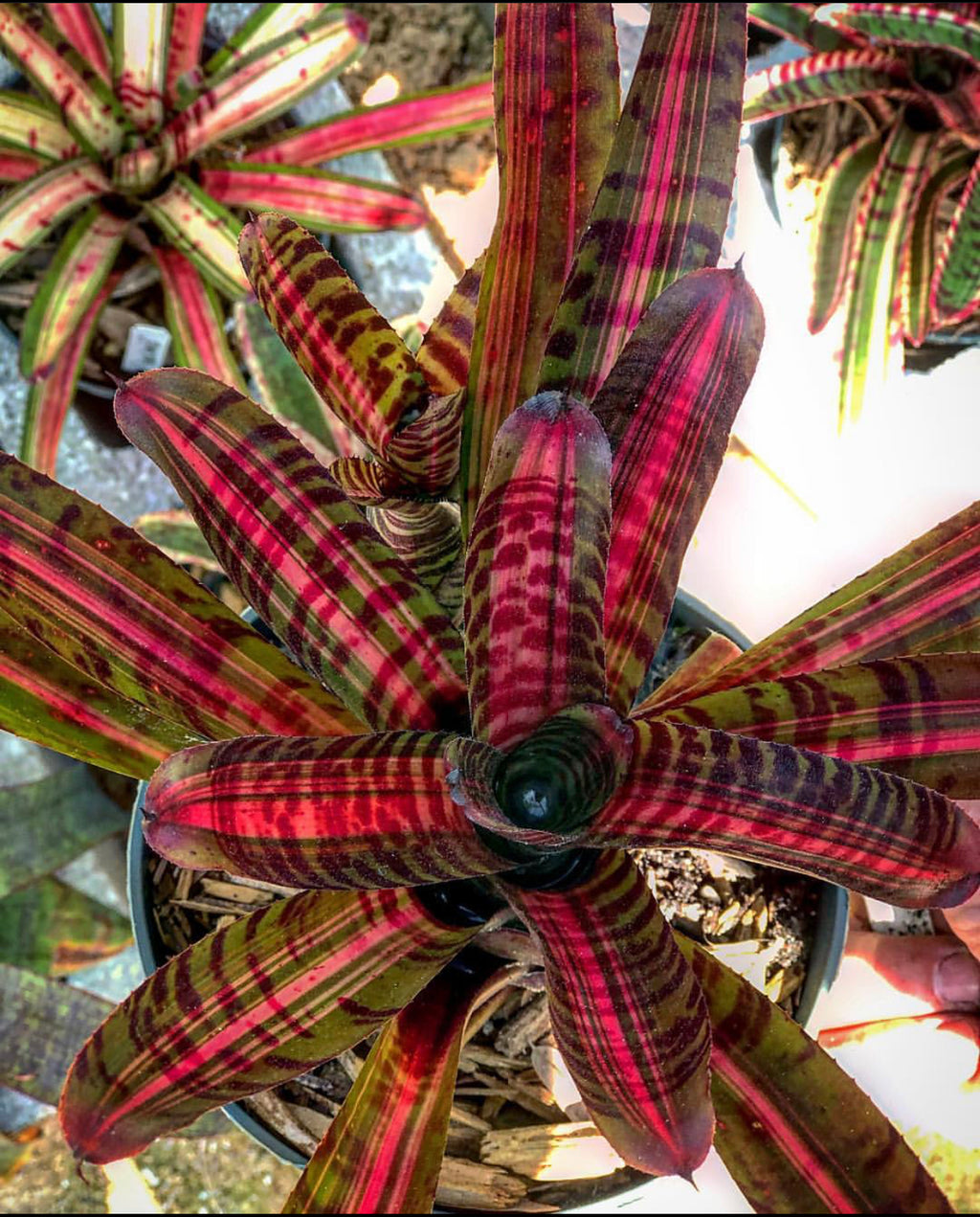 Neoregelia Intense Heat