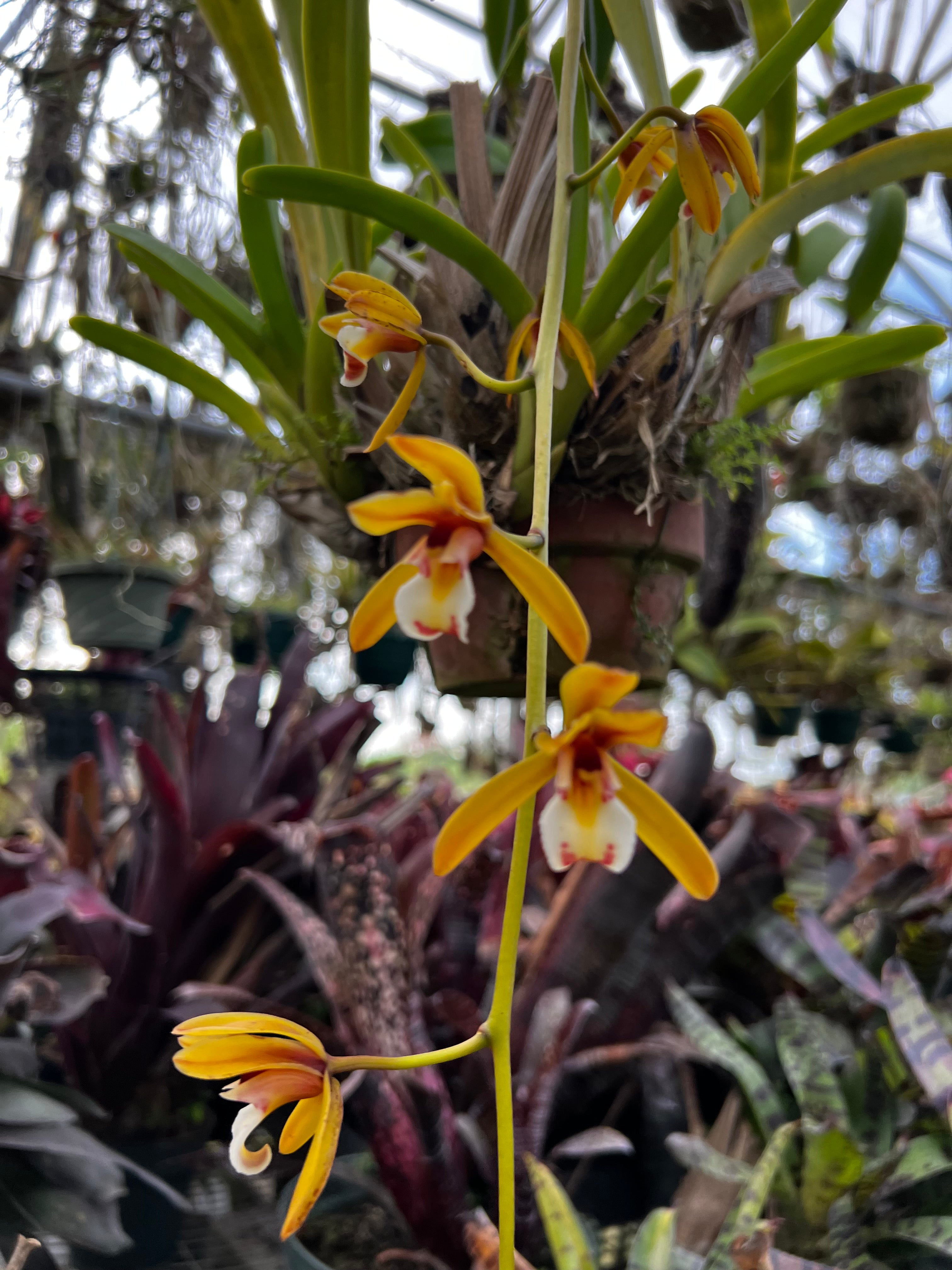 Cymbidium Finlaysonianum