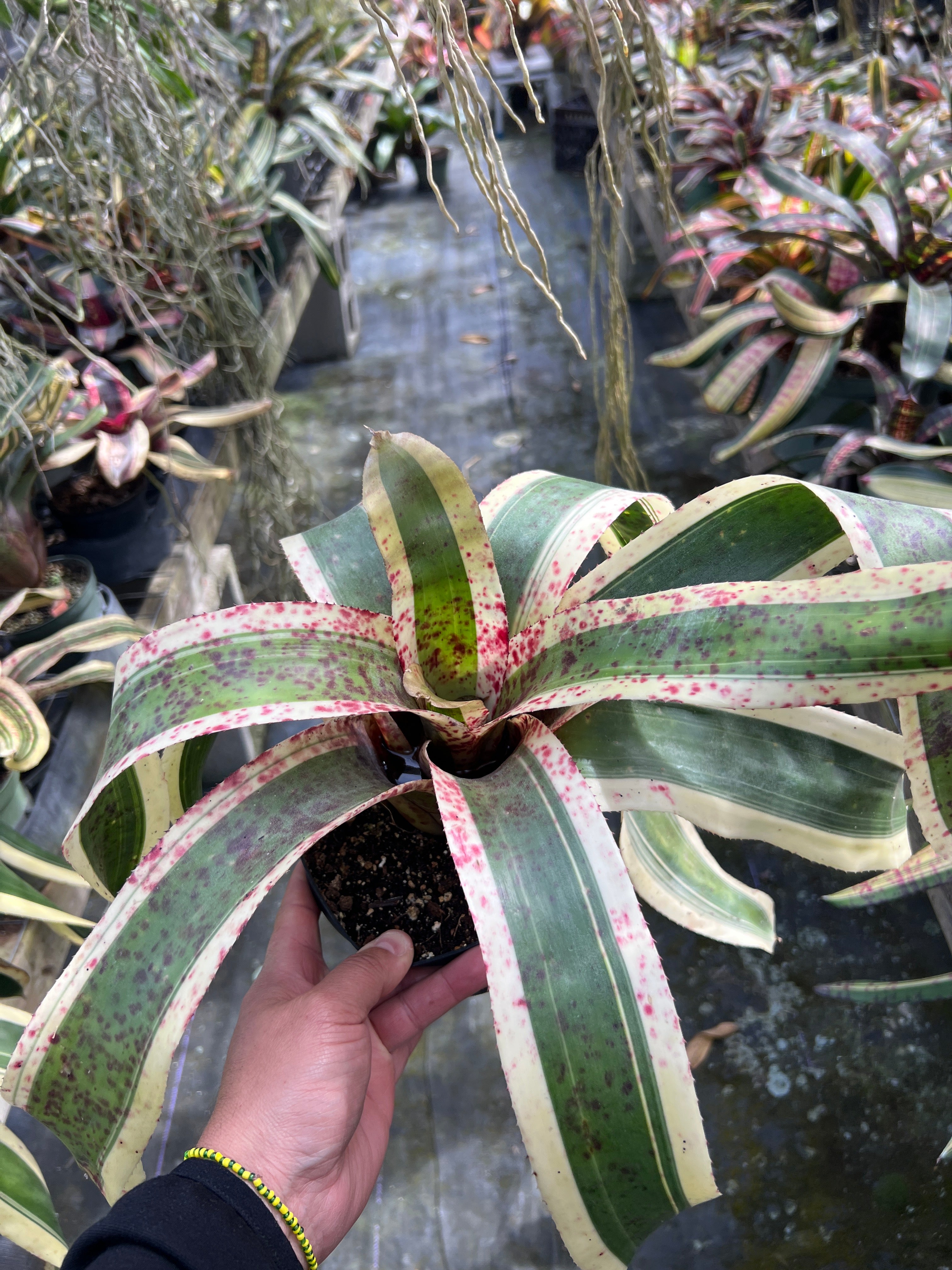 Neoregelia Ambrosia
