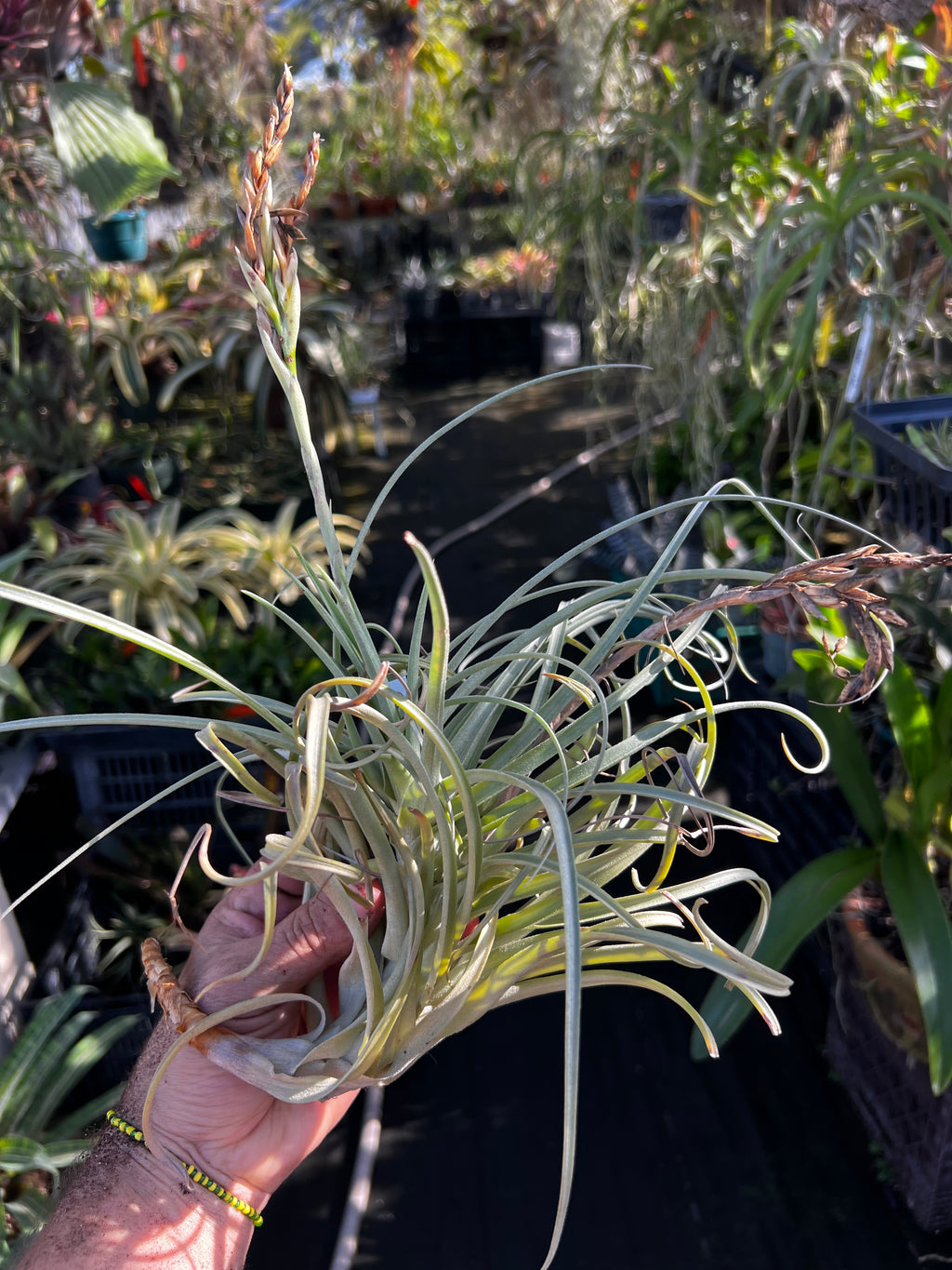 Tillandsia Goomong