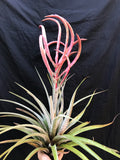 Tillandsia King Cobra