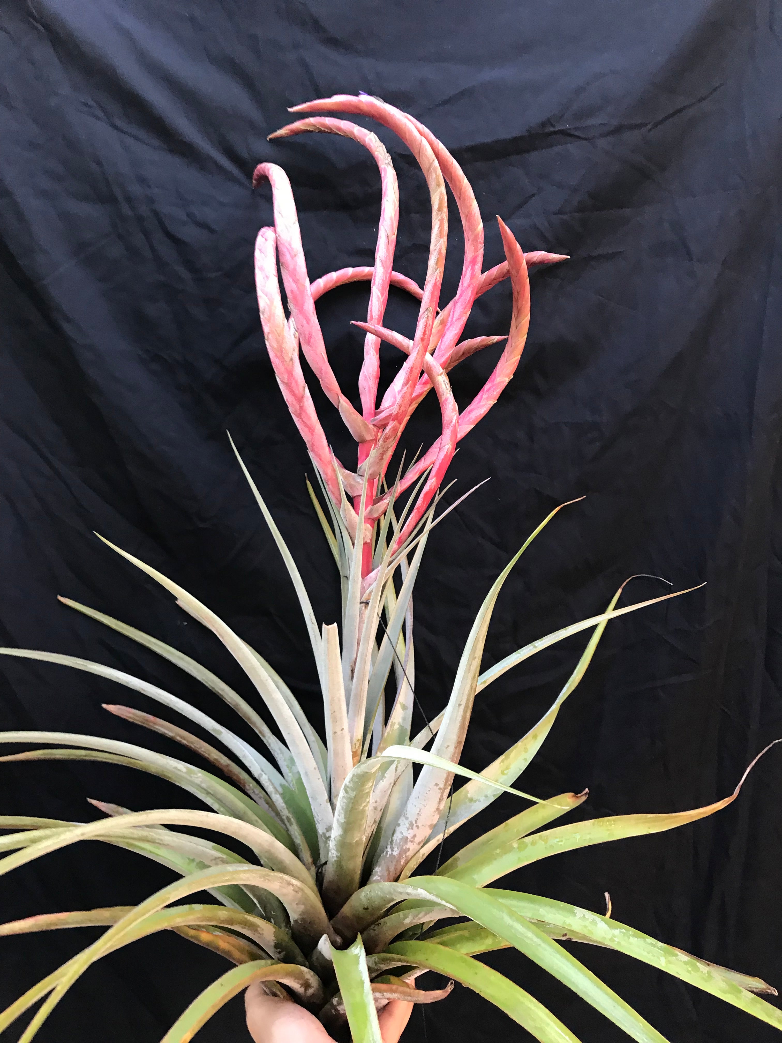 Tillandsia King Cobra
