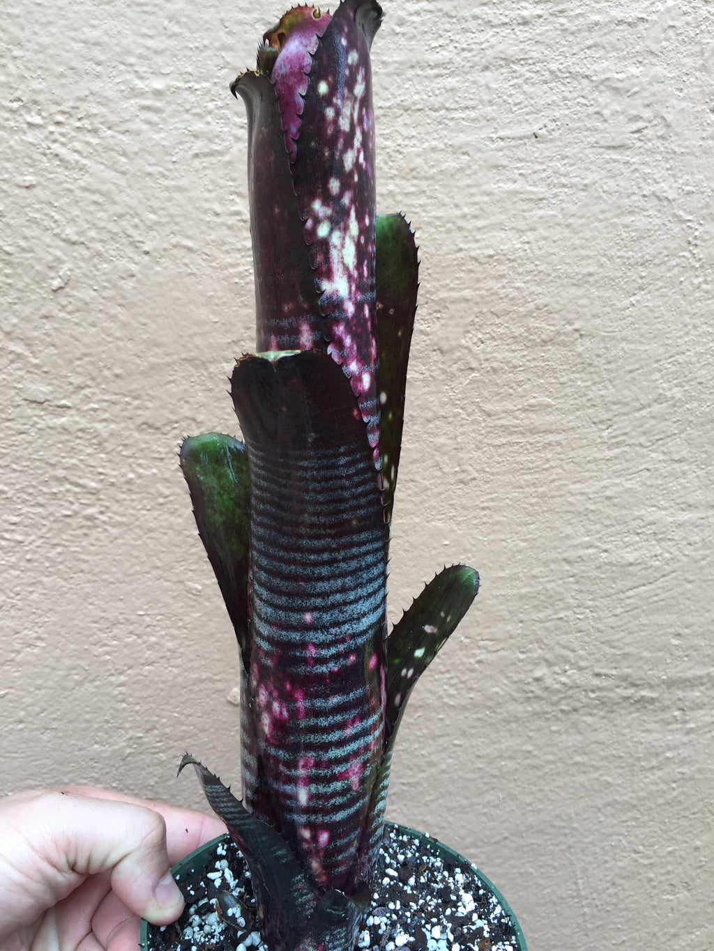 Billbergia Darth Vader