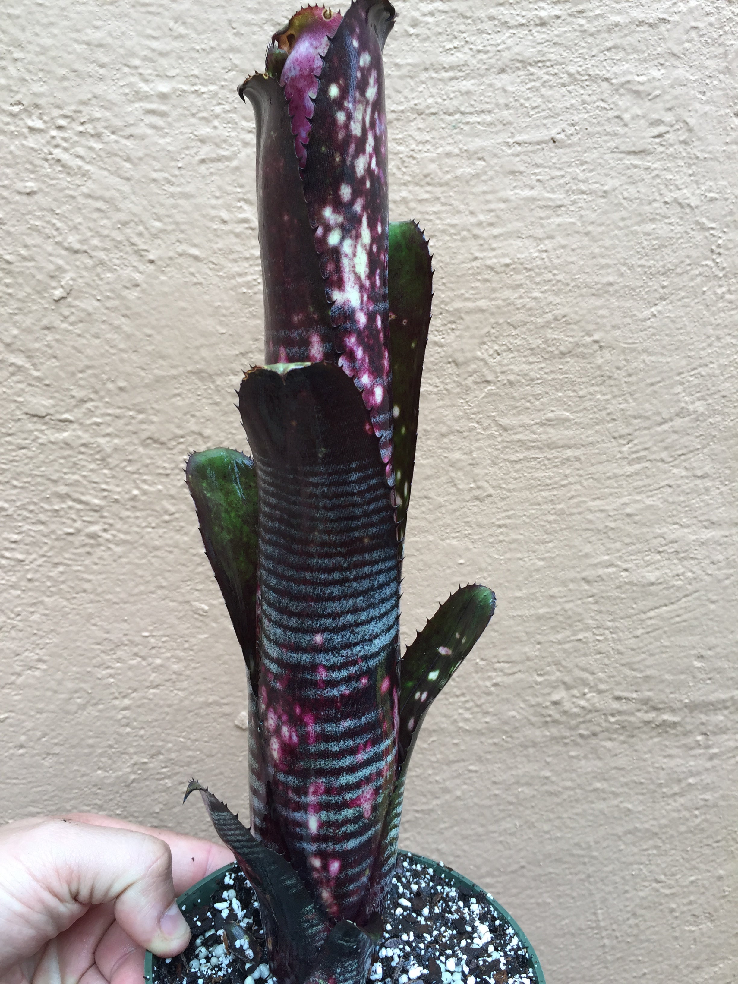 Billbergia Darth Vader