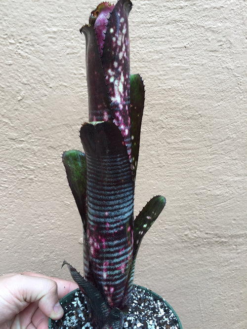 Billbergia Darth Vader